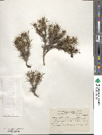 Azorella echinus image