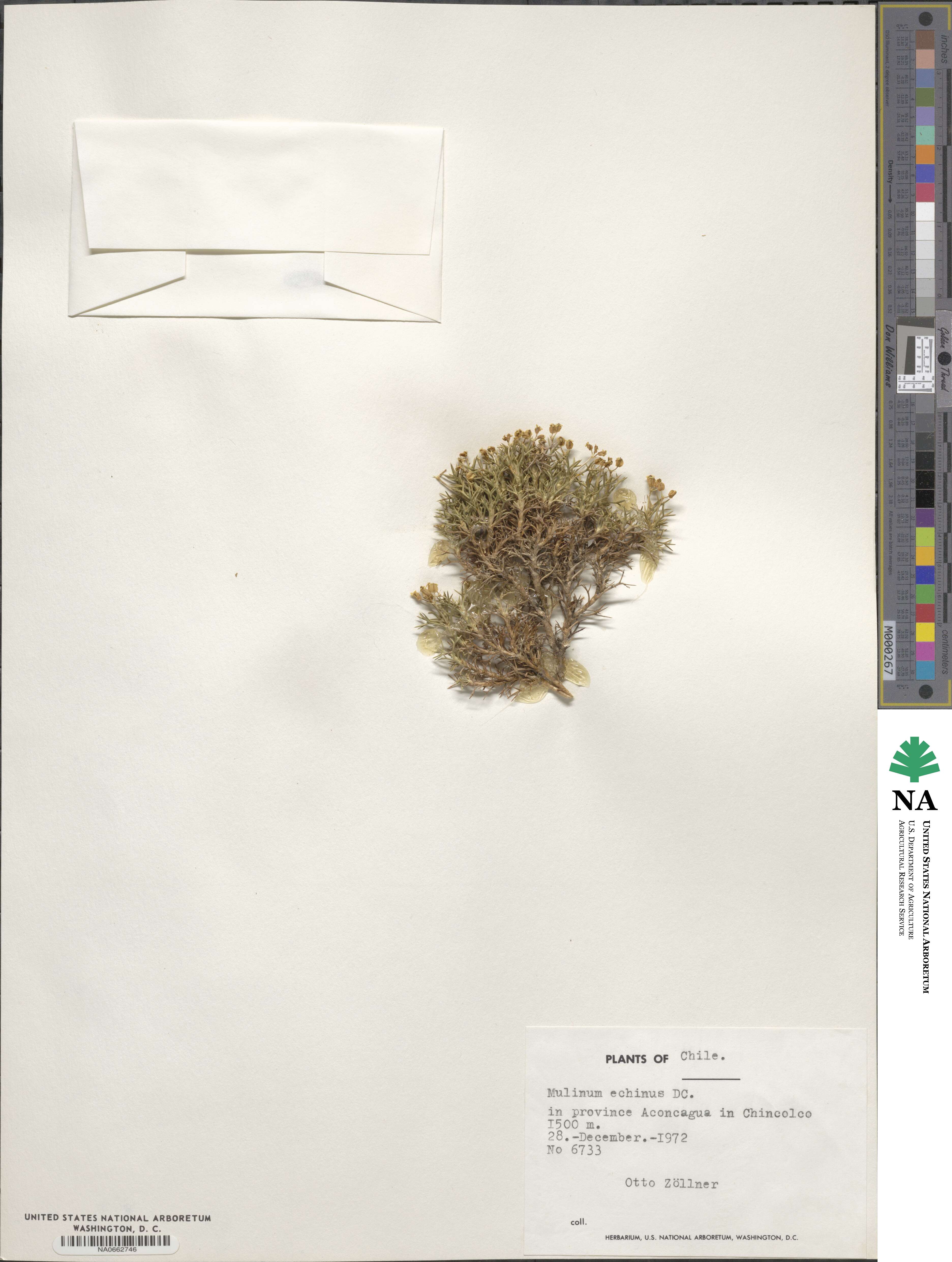 Azorella echinus image