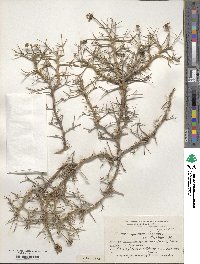 Azorella prolifera image