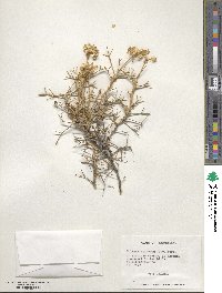 Azorella prolifera image