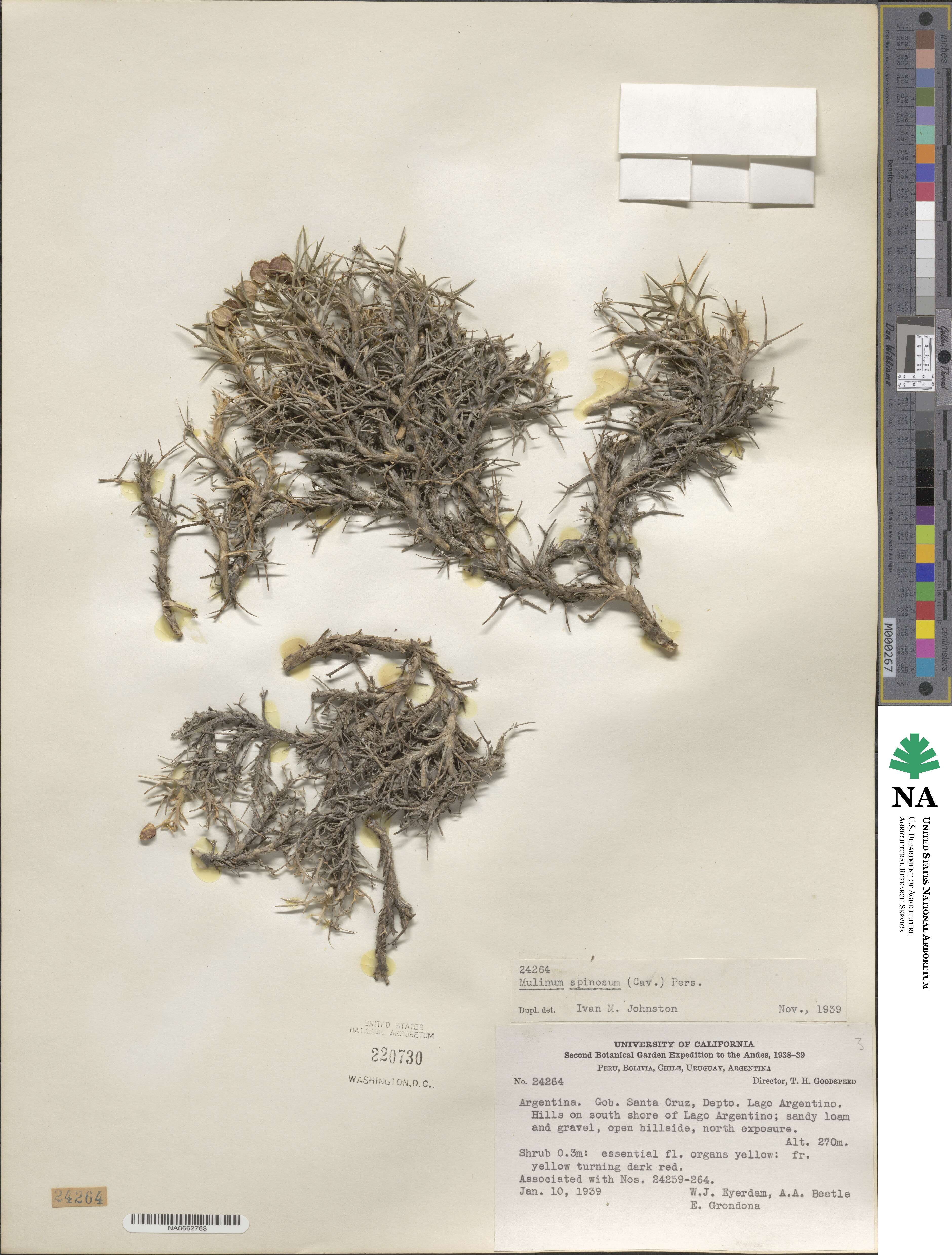 Azorella prolifera image