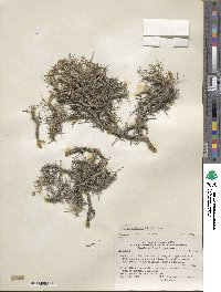 Azorella prolifera image