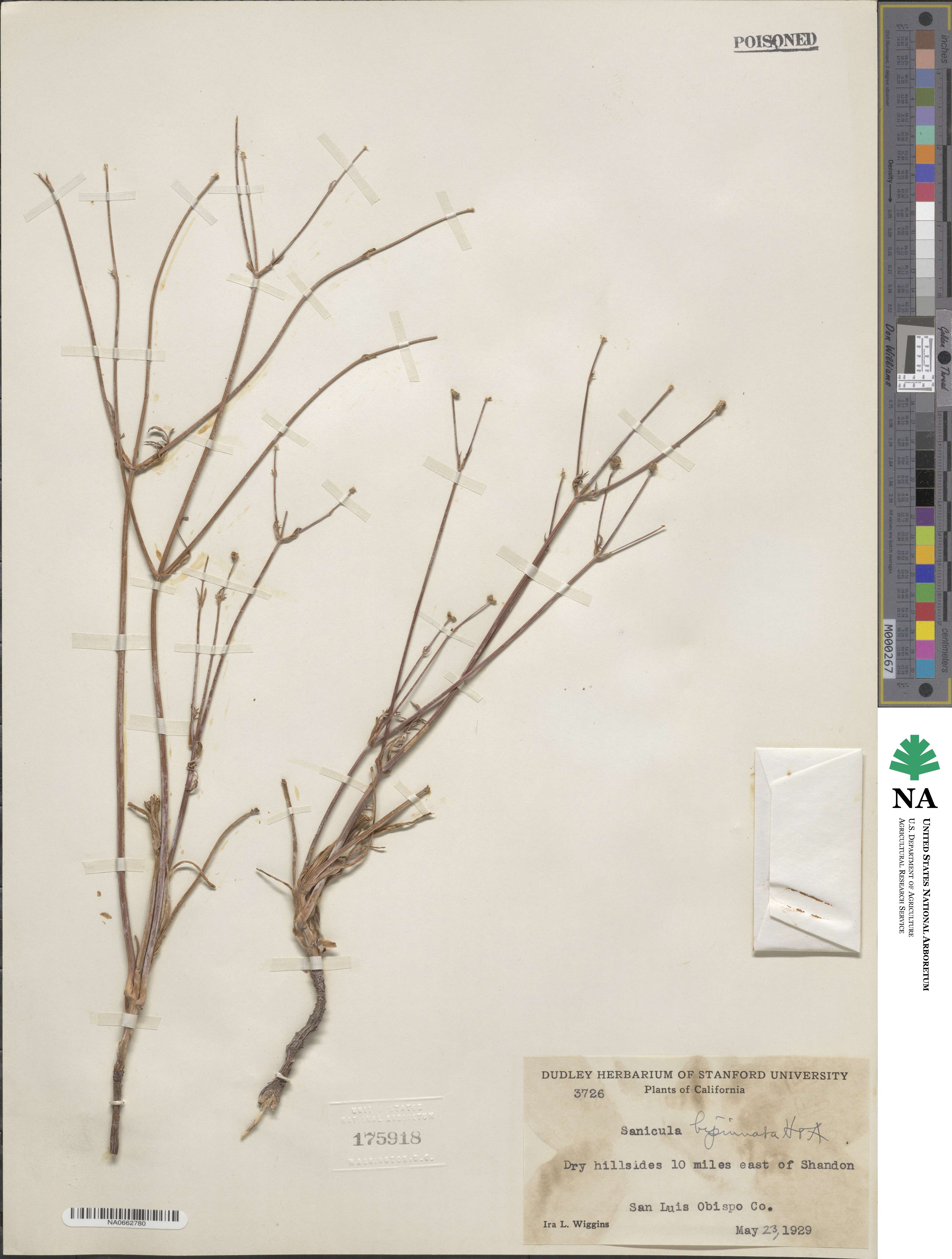 Sanicula bipinnata image