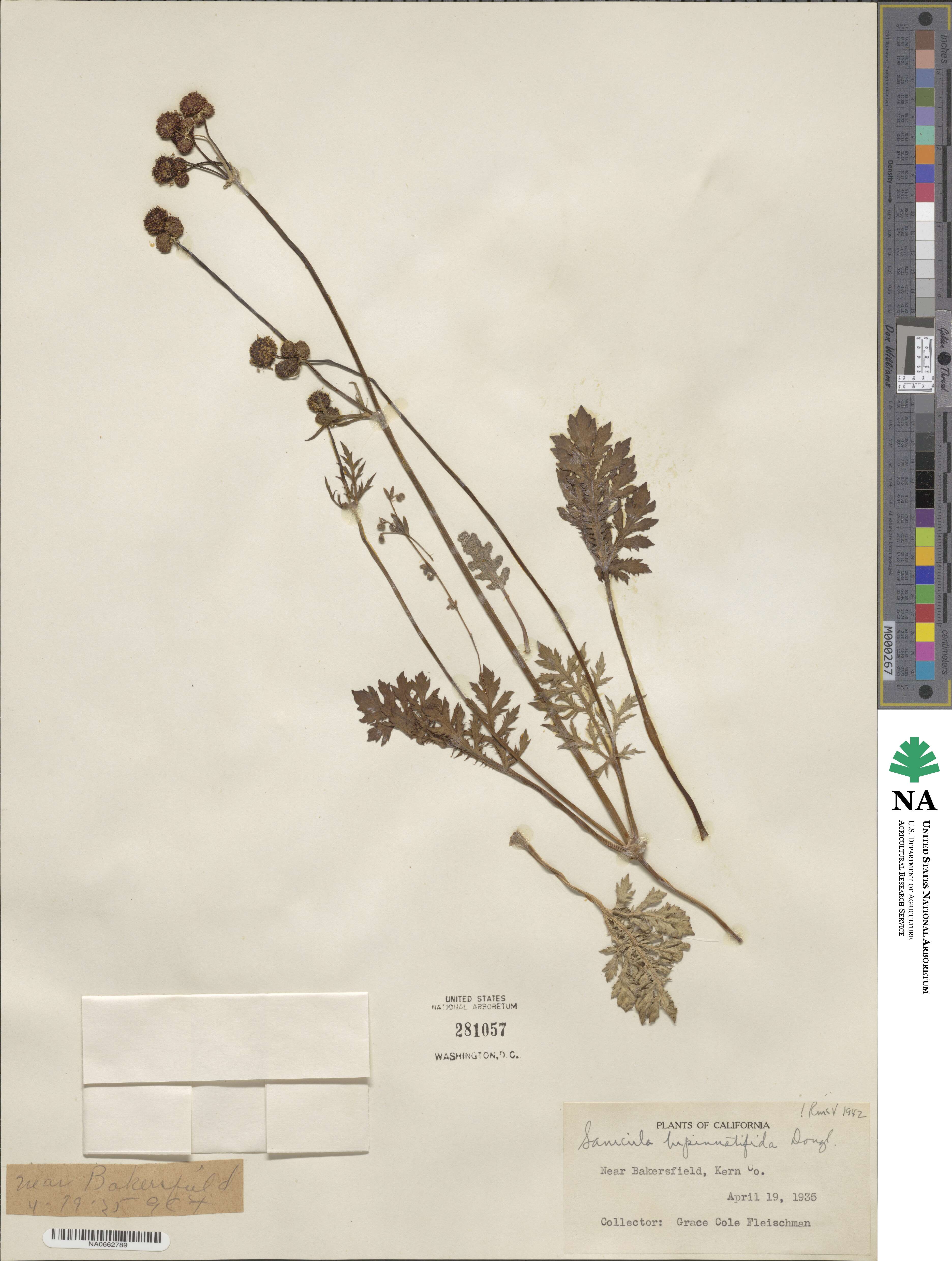 Sanicula bipinnatifida image