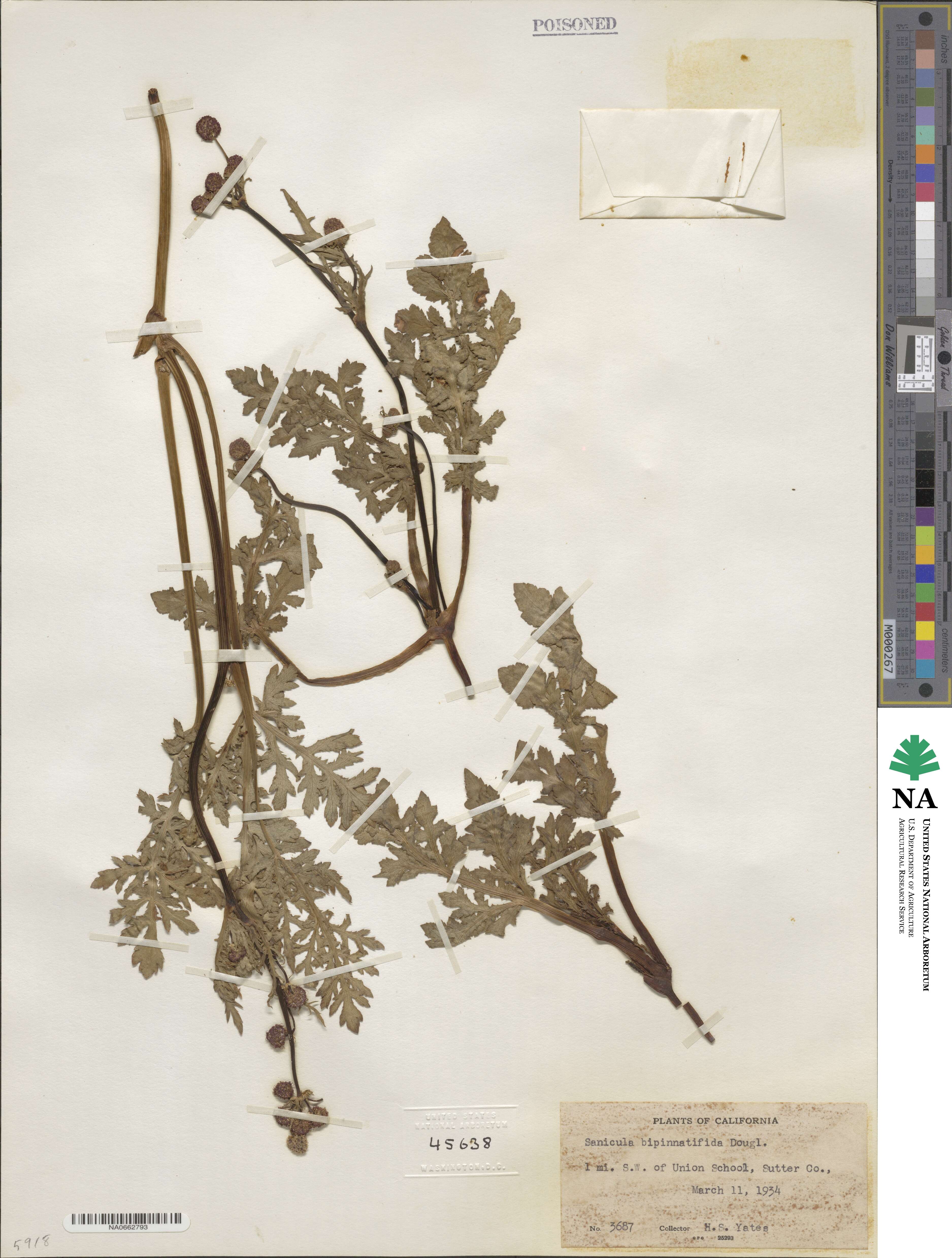 Sanicula bipinnatifida image
