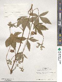 Sanicula canadensis image