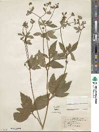 Sanicula canadensis image