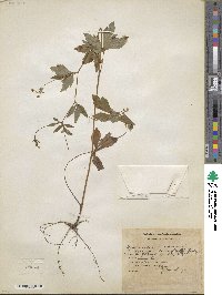 Sanicula canadensis image