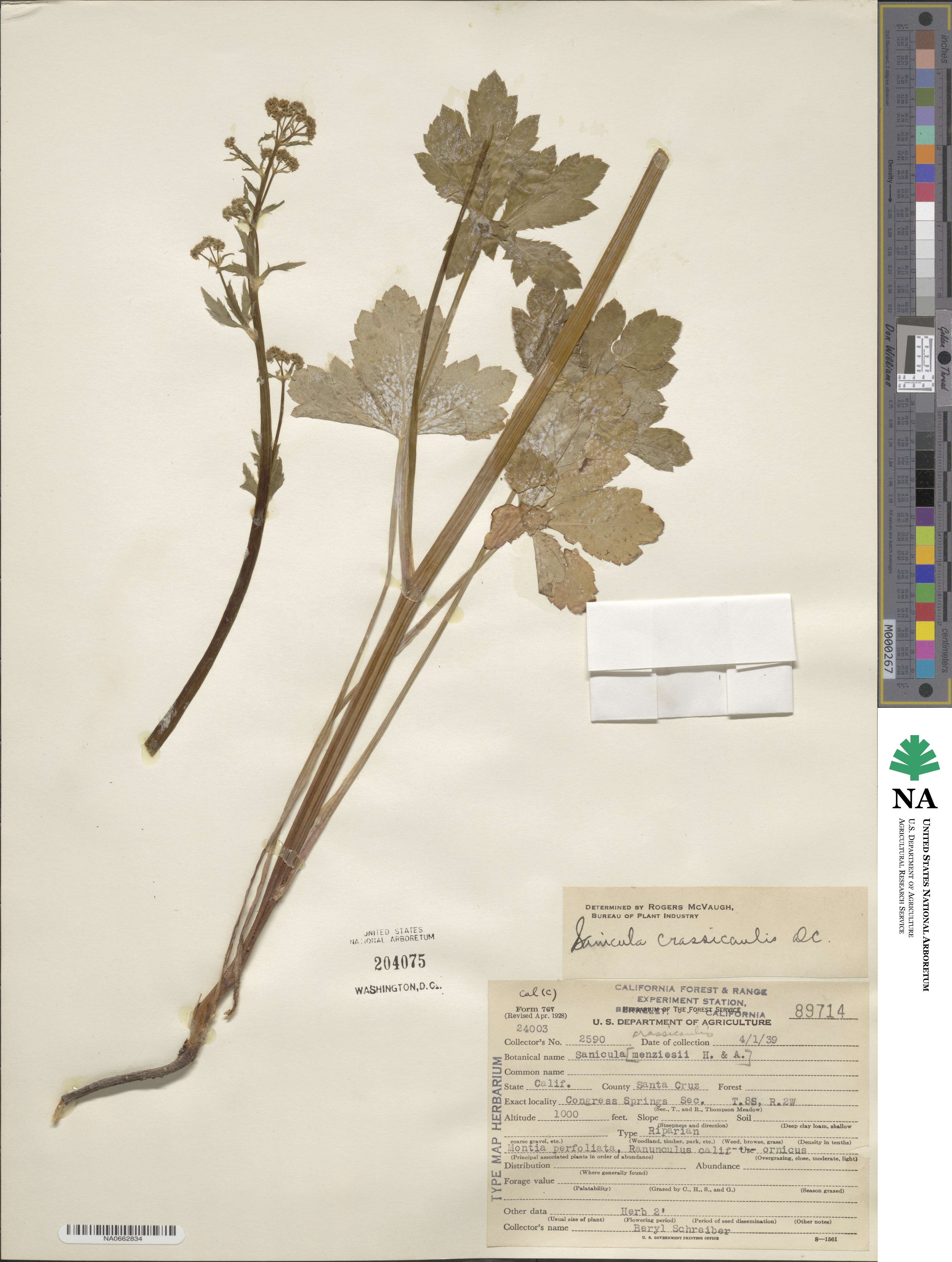 Sanicula crassicaulis image