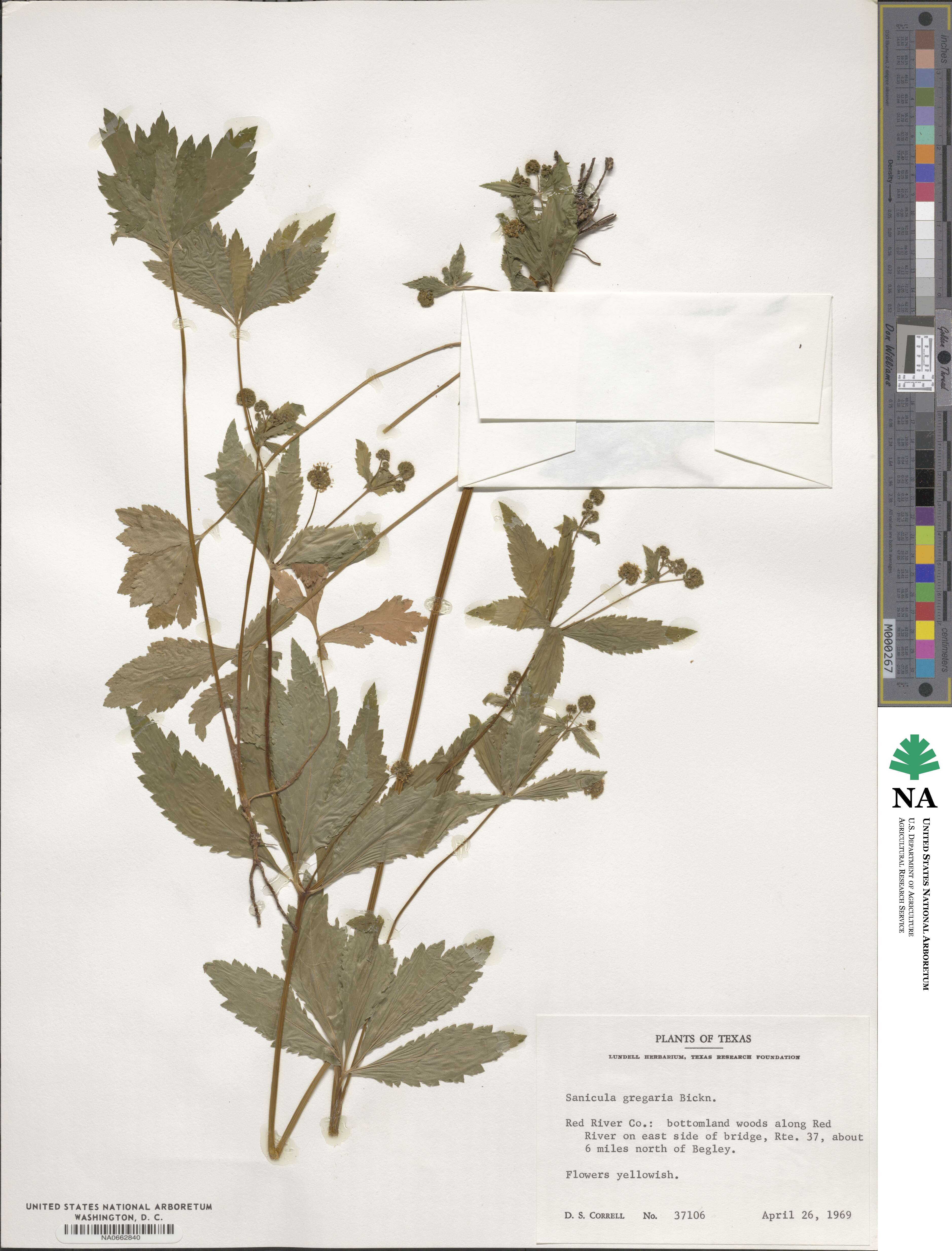Sanicula odorata image