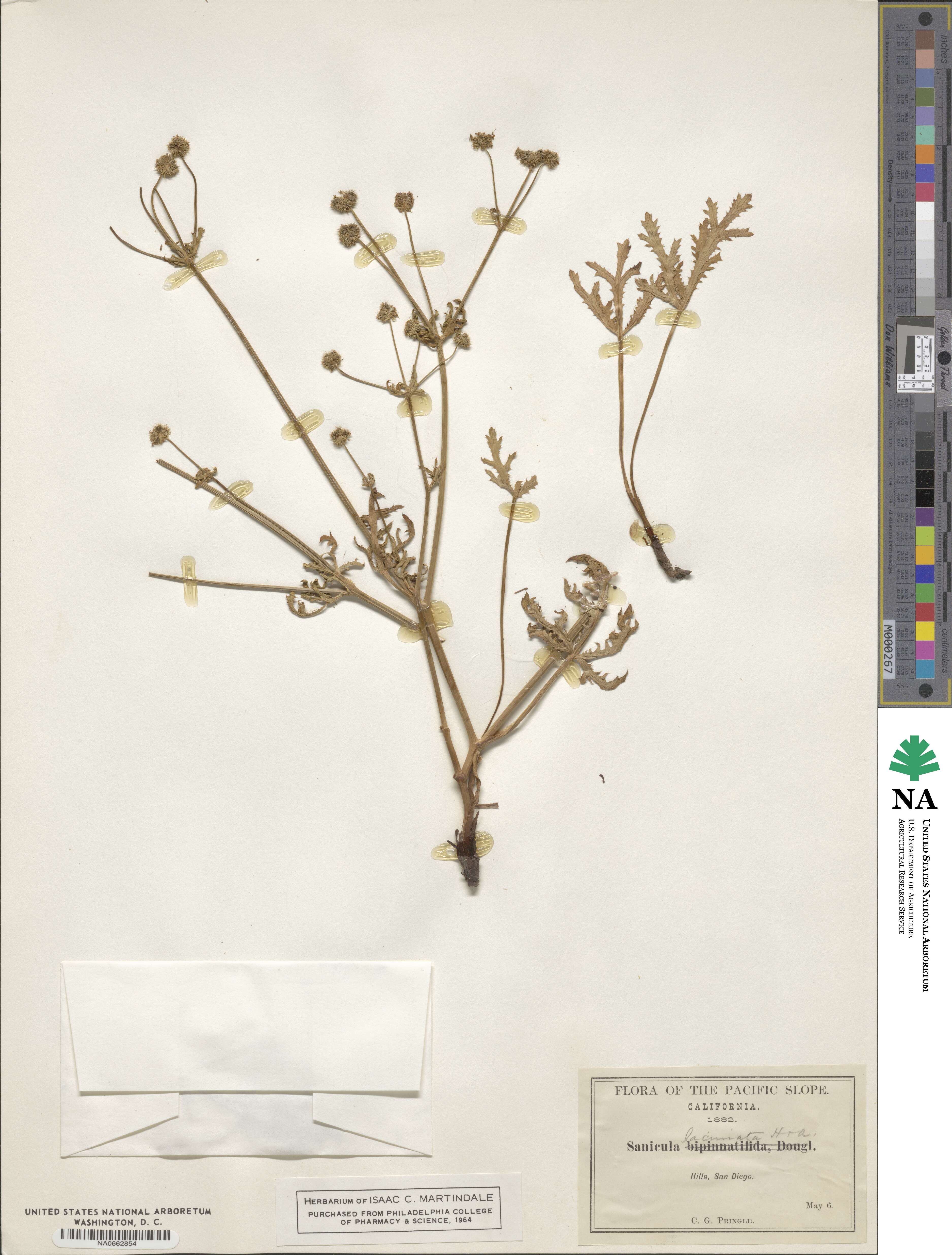 Sanicula laciniata image