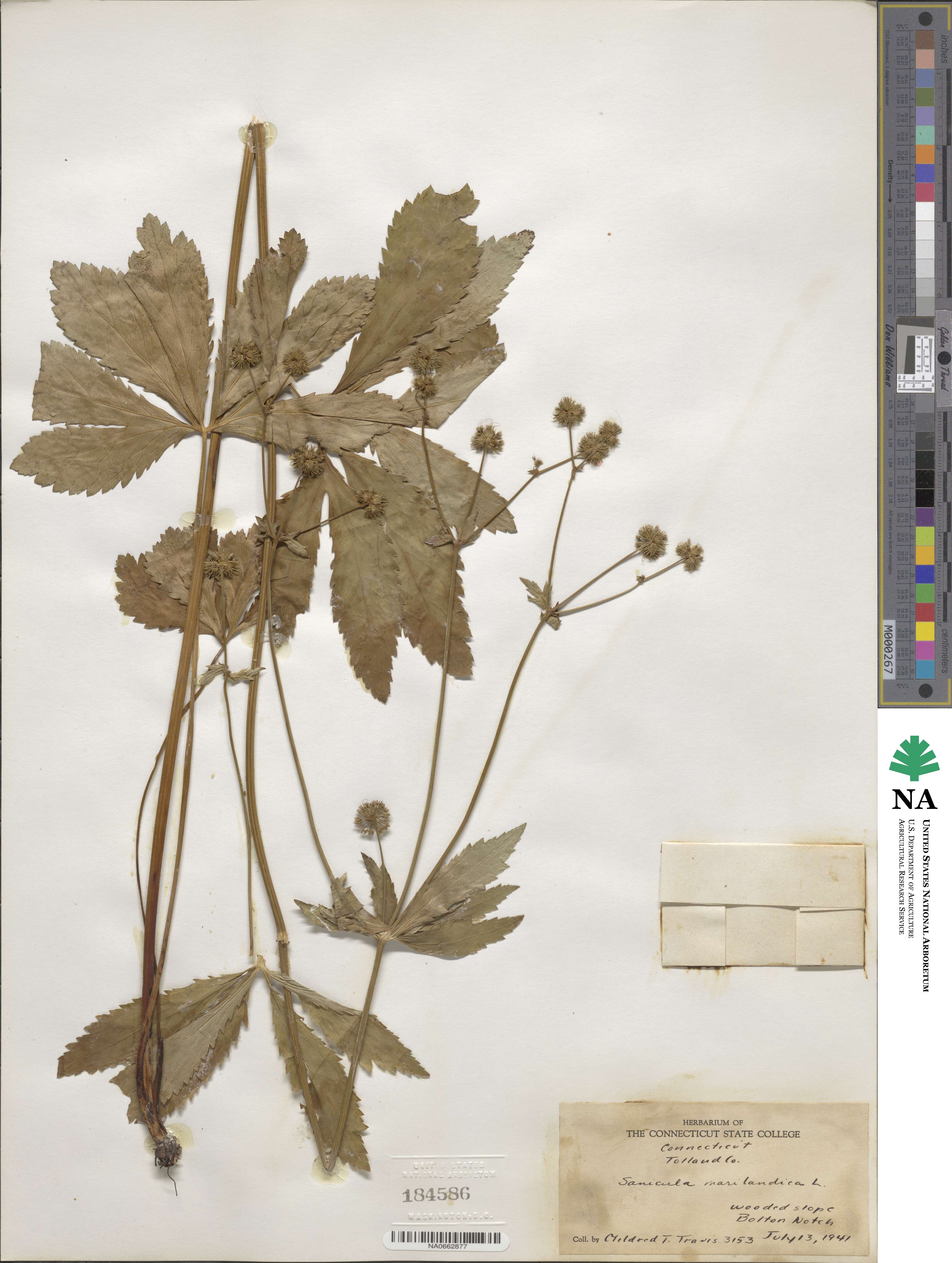 Sanicula marilandica image