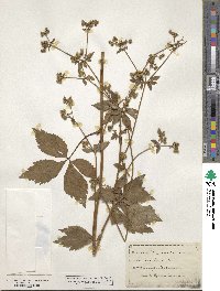 Sanicula canadensis image