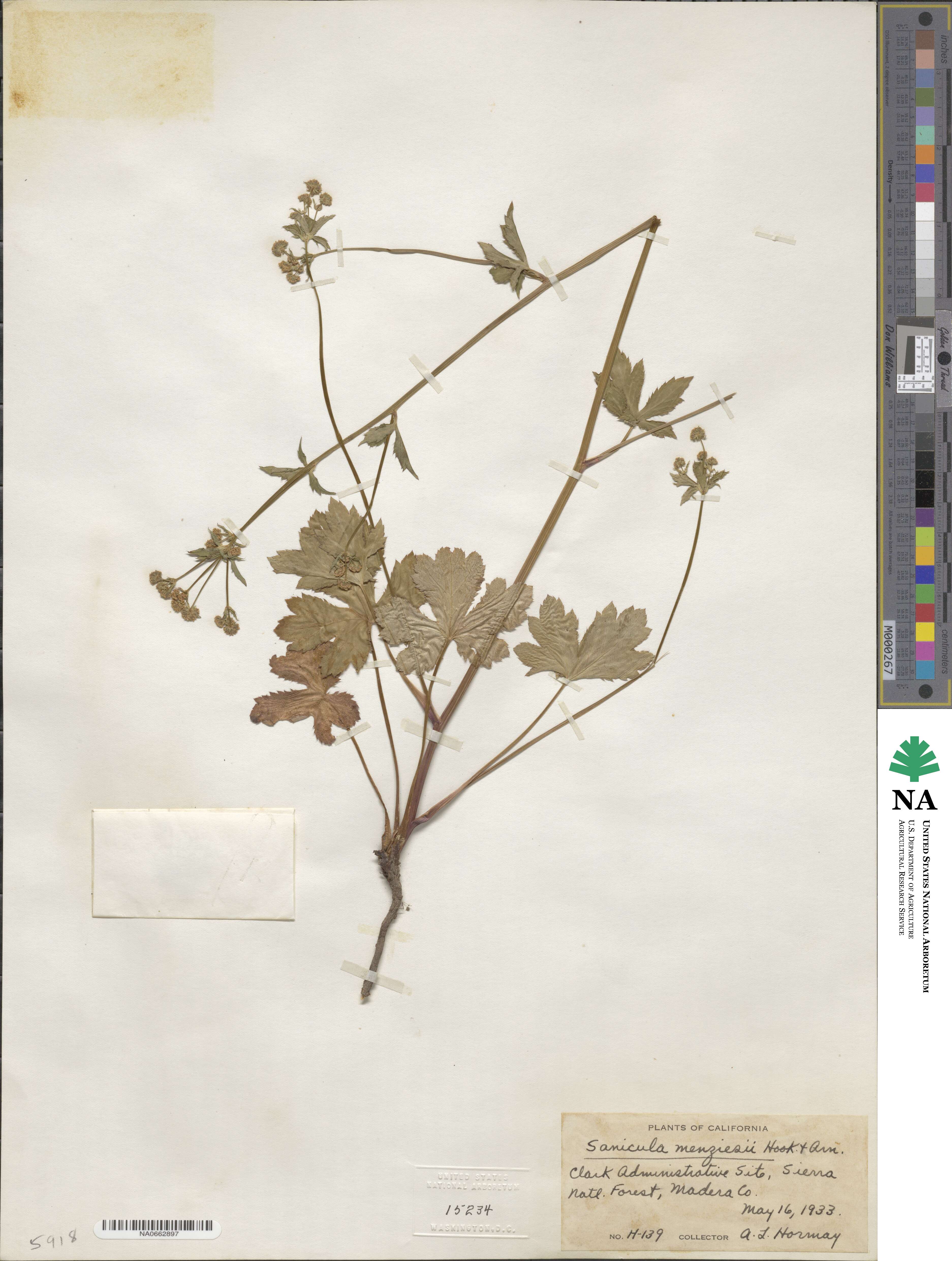 Sanicula crassicaulis image