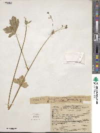 Sanicula crassicaulis image