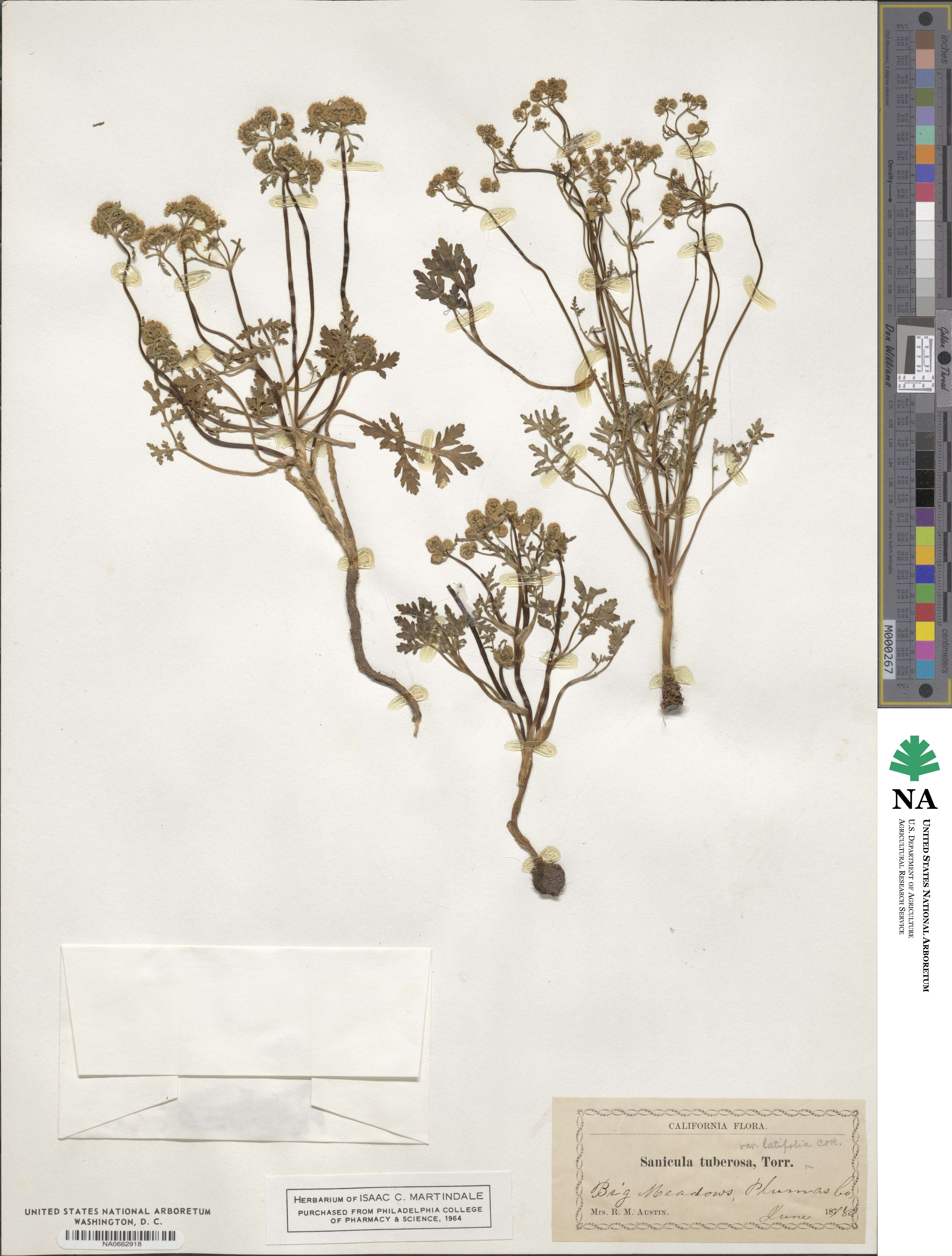 Sanicula tuberosa image