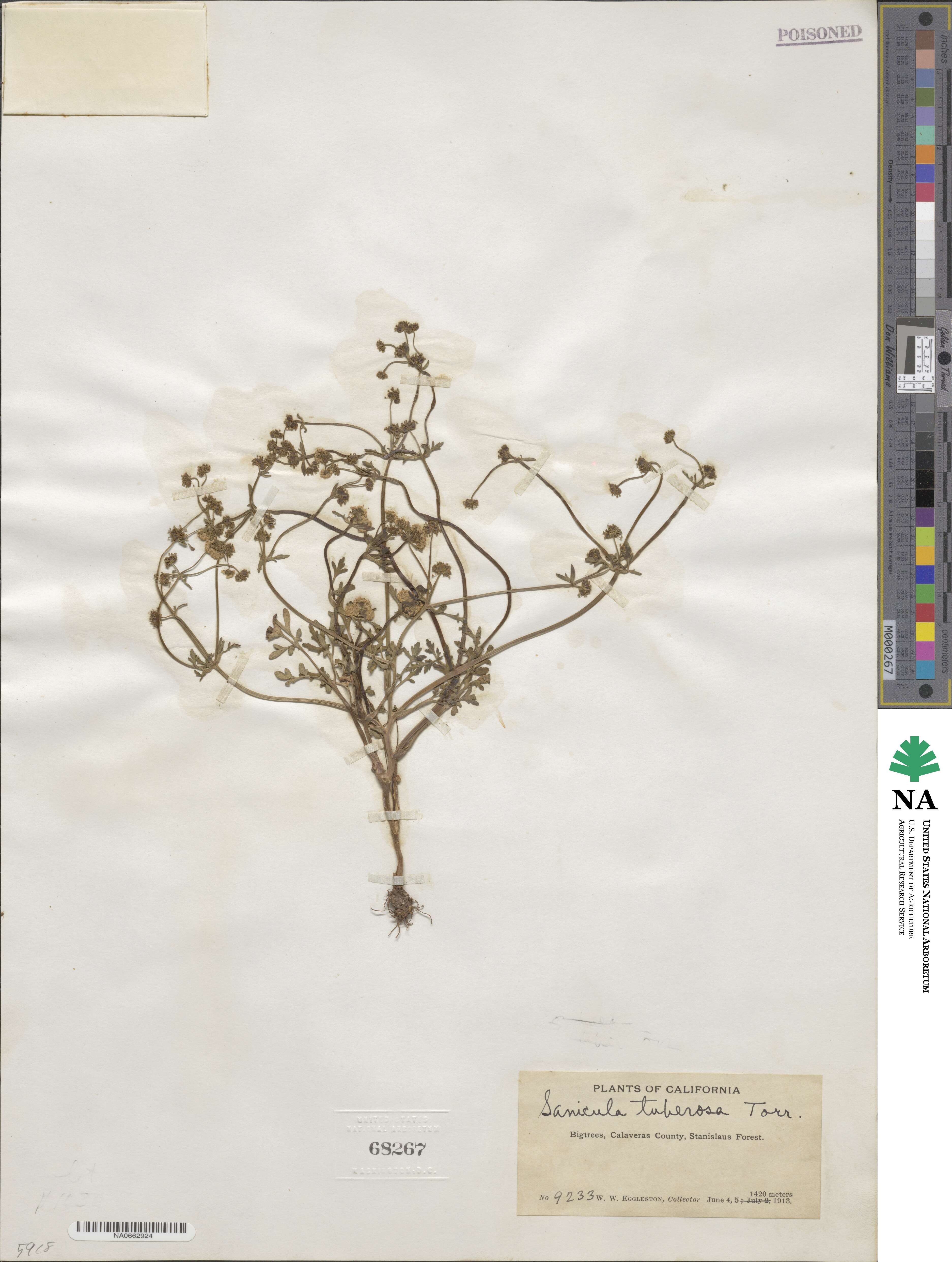 Sanicula tuberosa image
