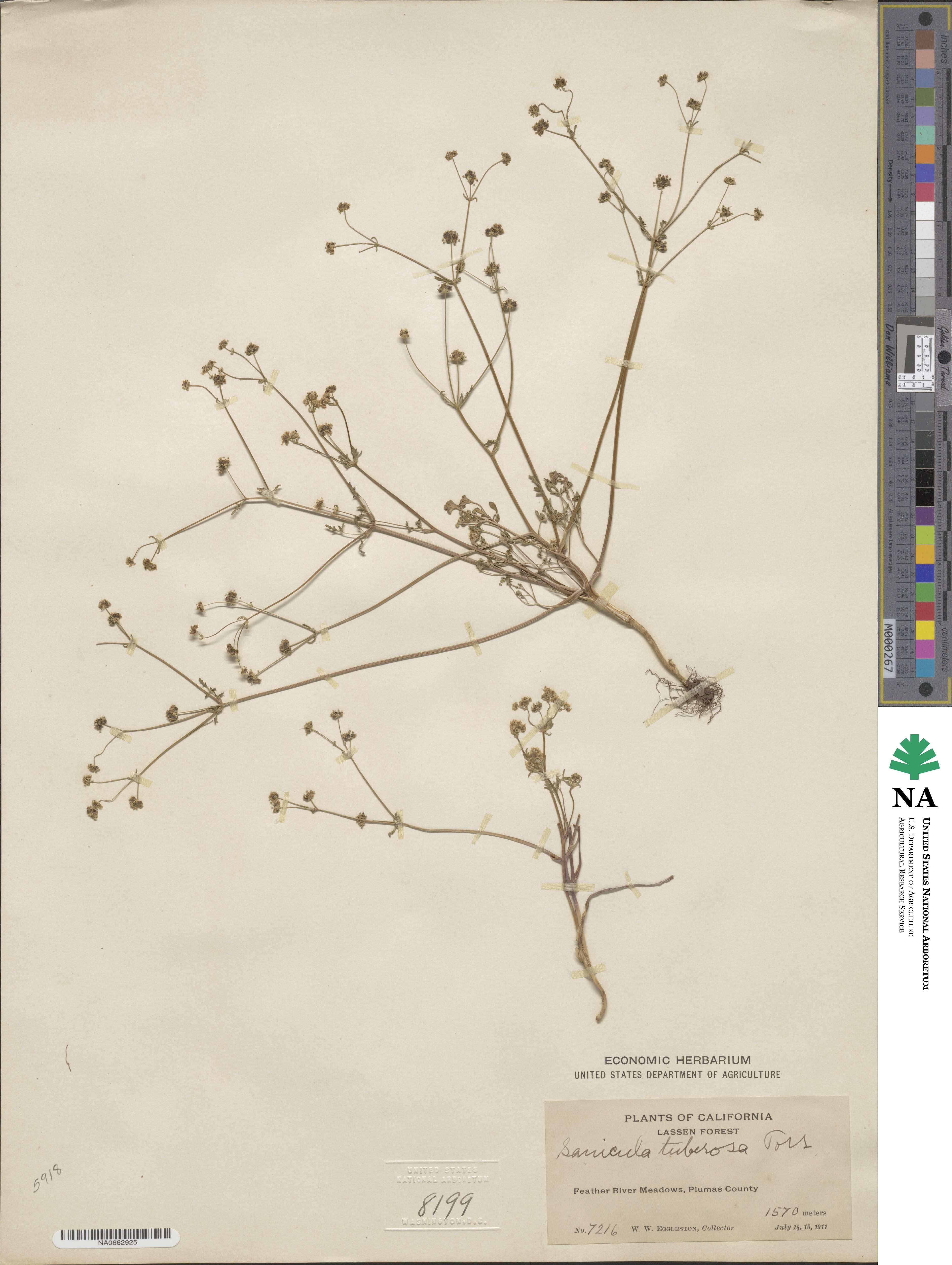 Sanicula tuberosa image