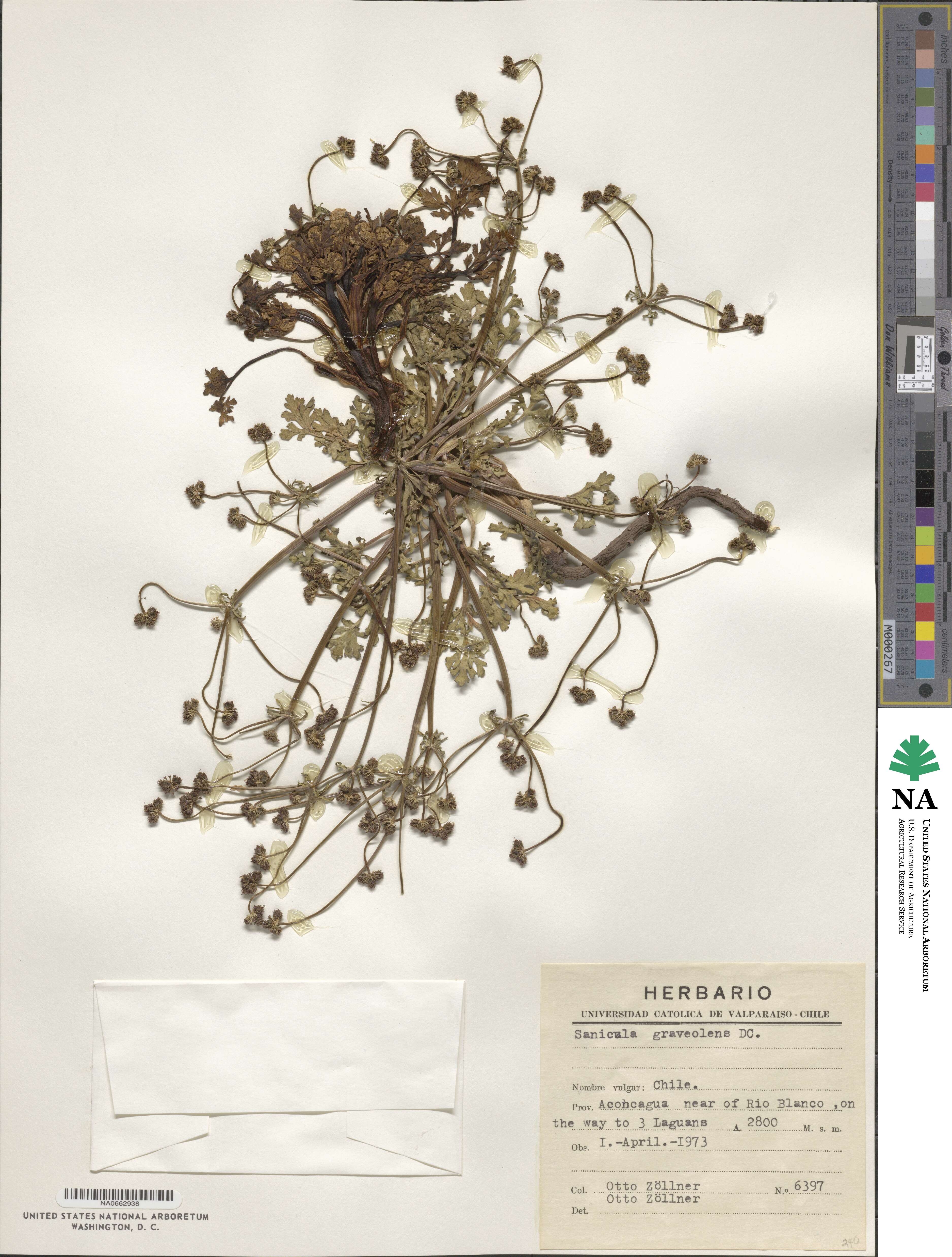 Sanicula graveolens image