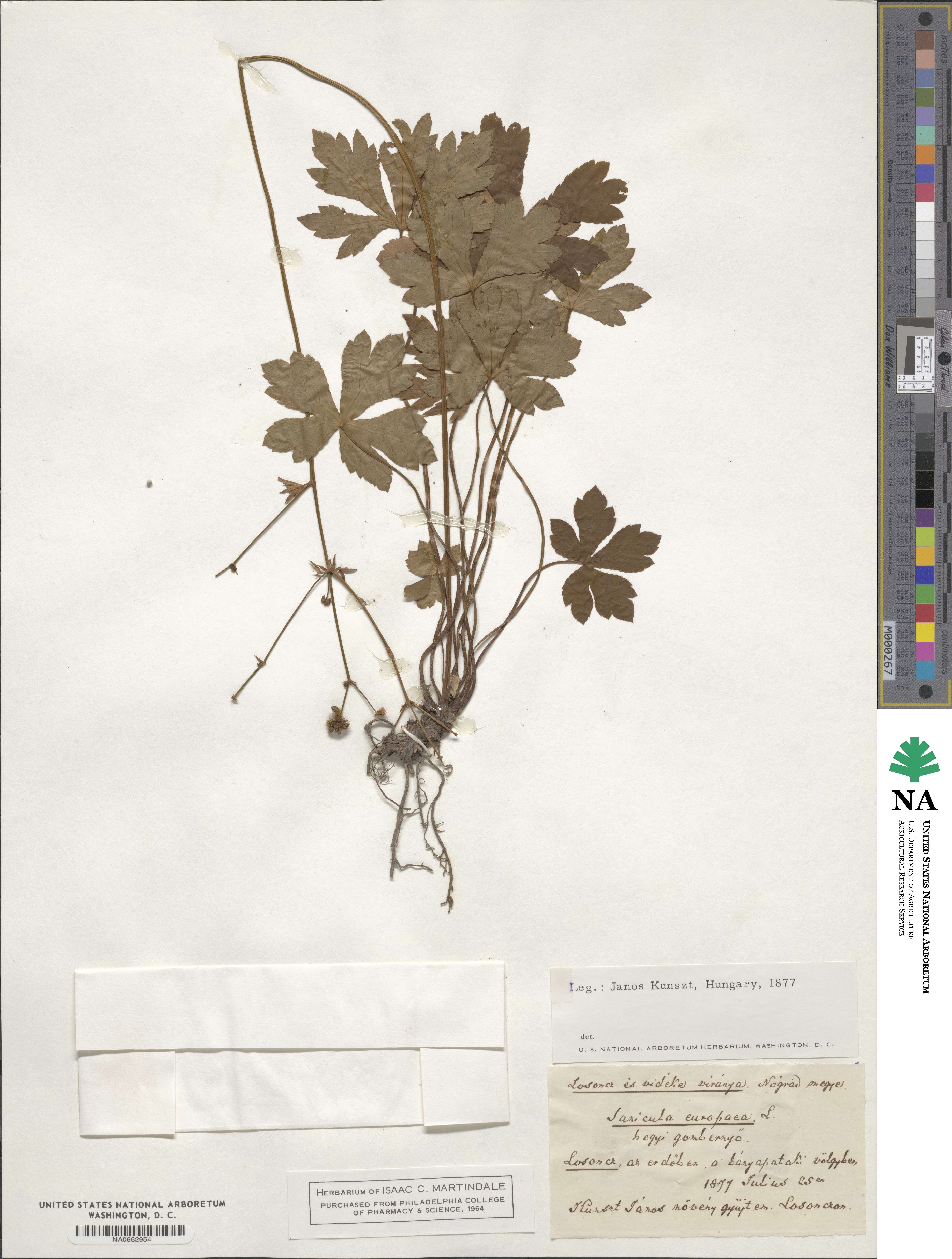 Sanicula europaea image