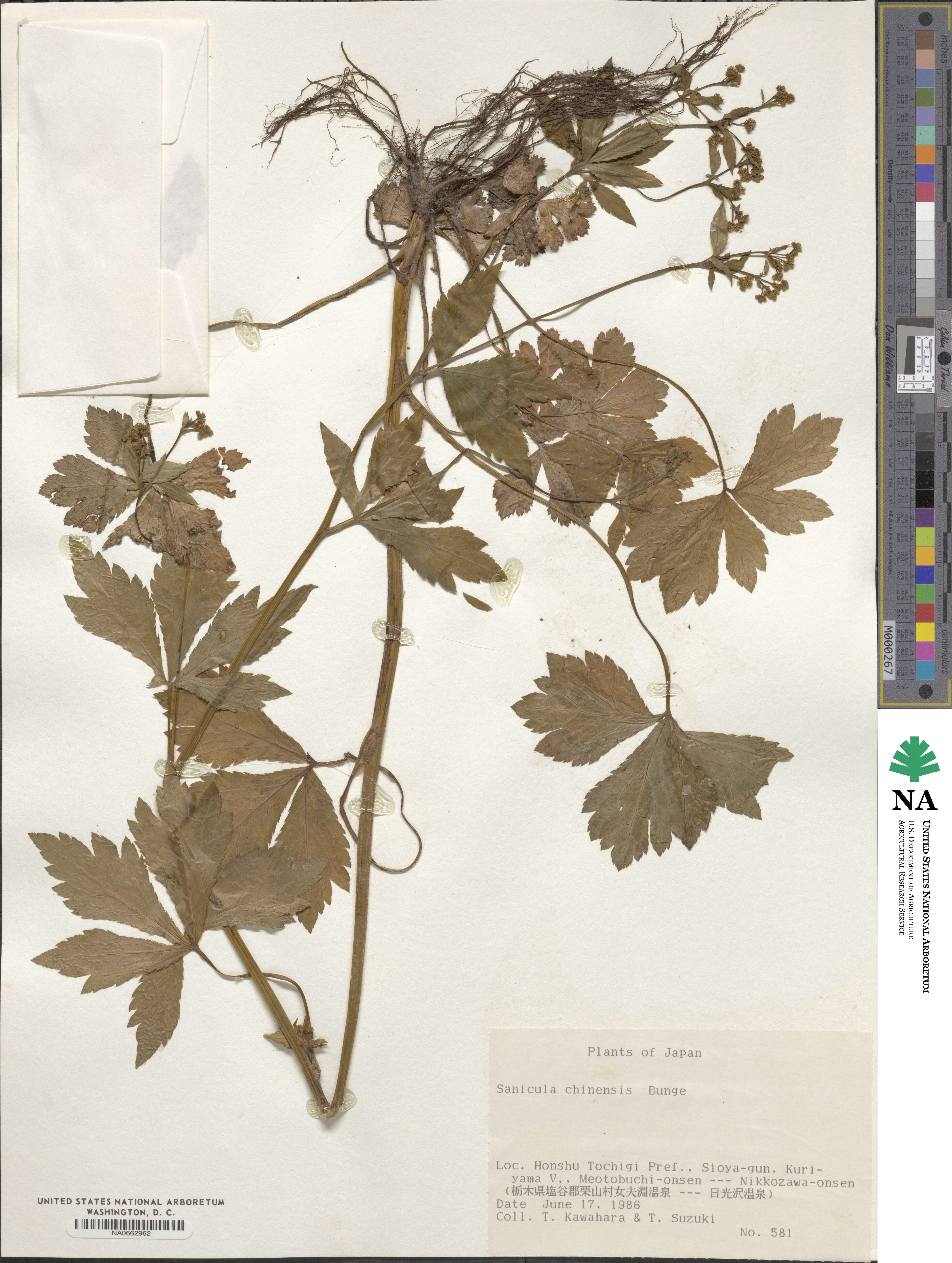 Sanicula chinensis image