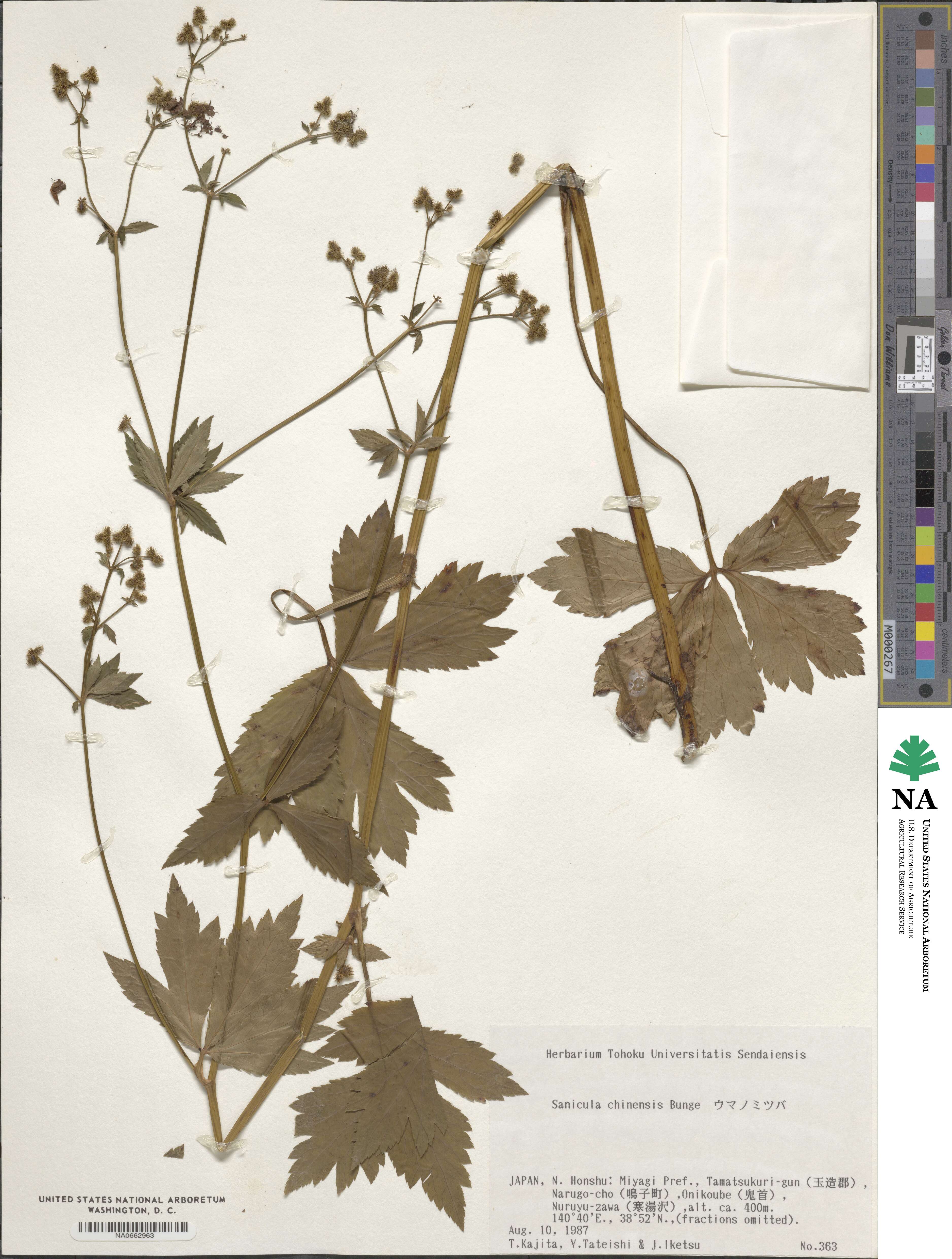 Sanicula chinensis image