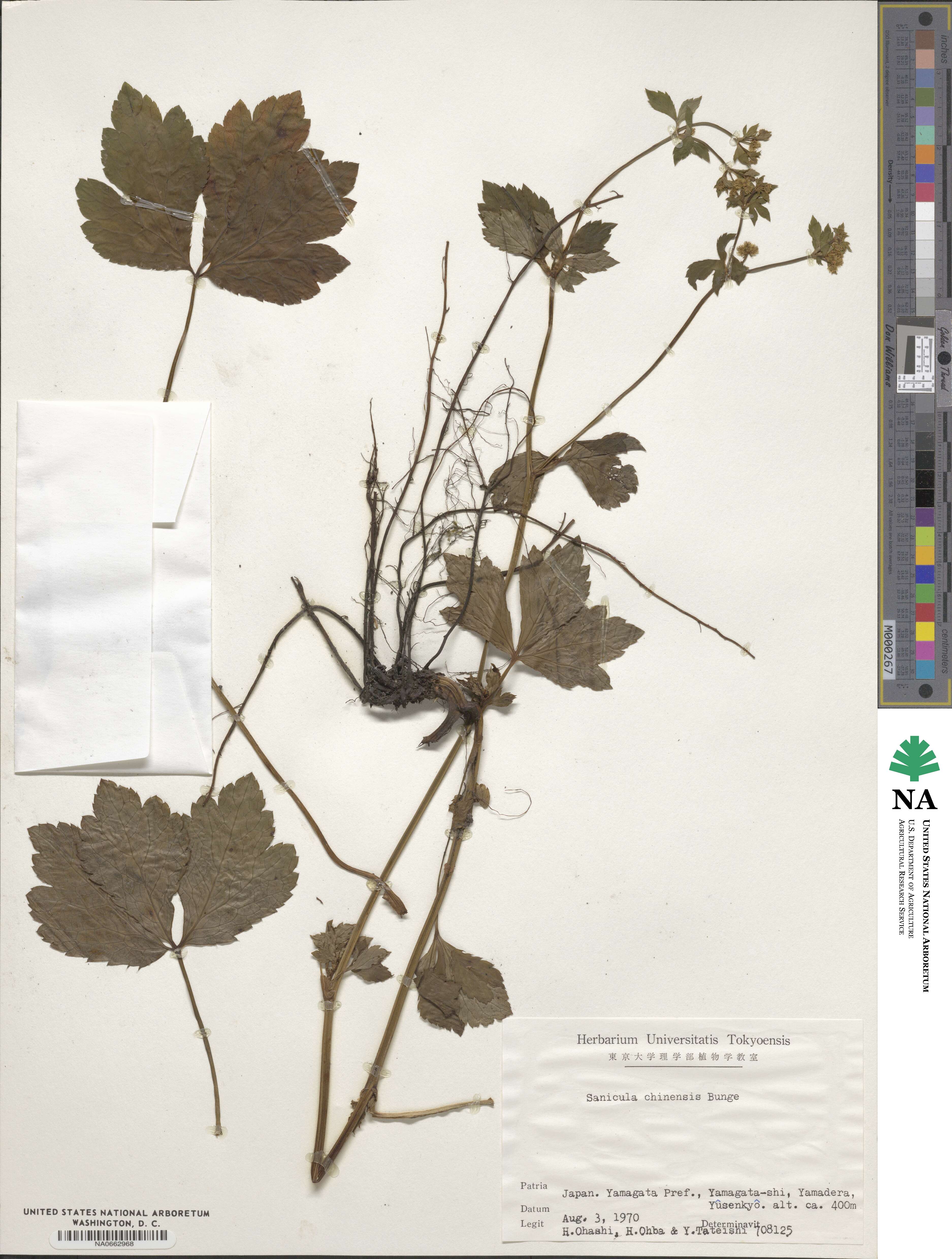 Sanicula chinensis image