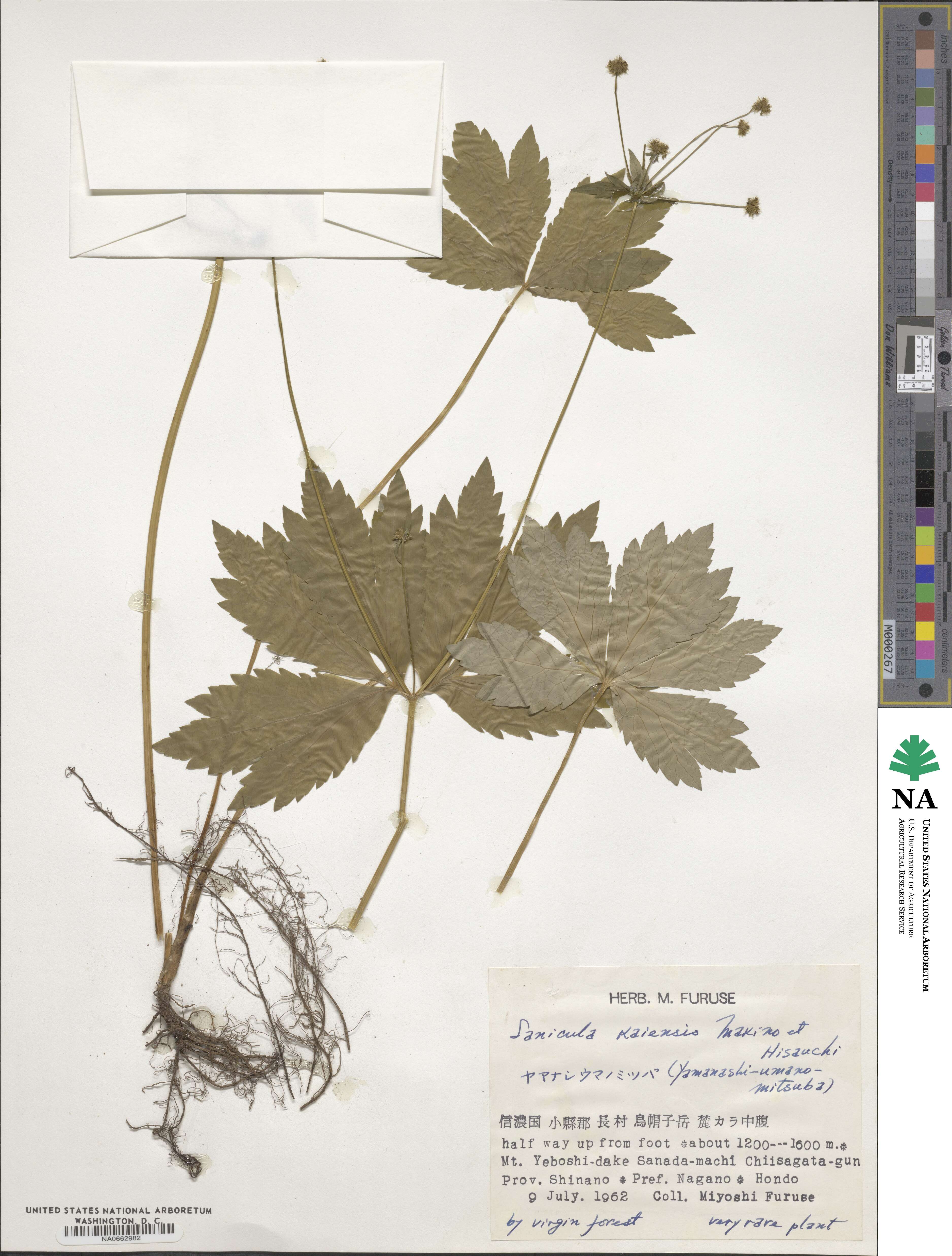Sanicula kaiensis image