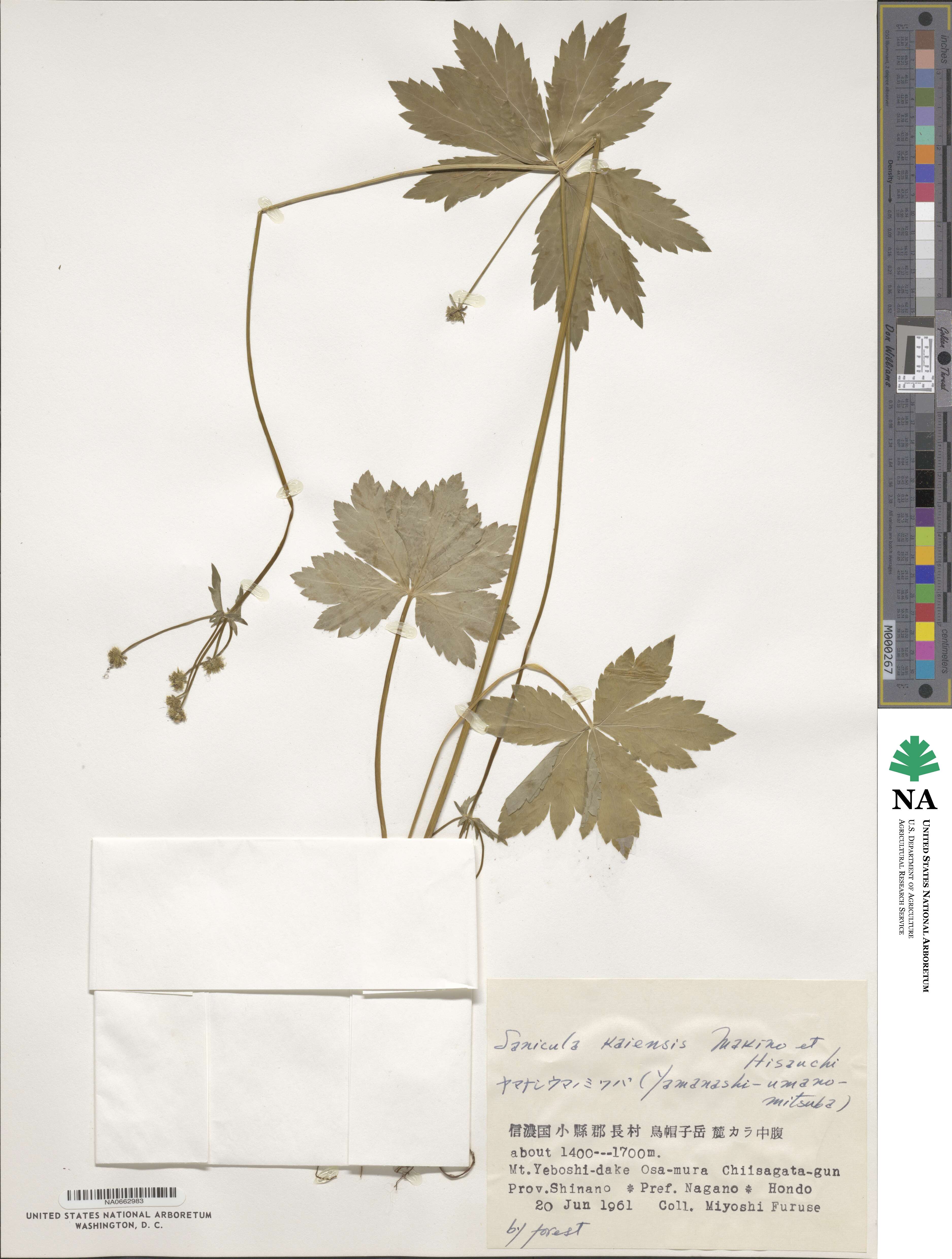 Sanicula kaiensis image