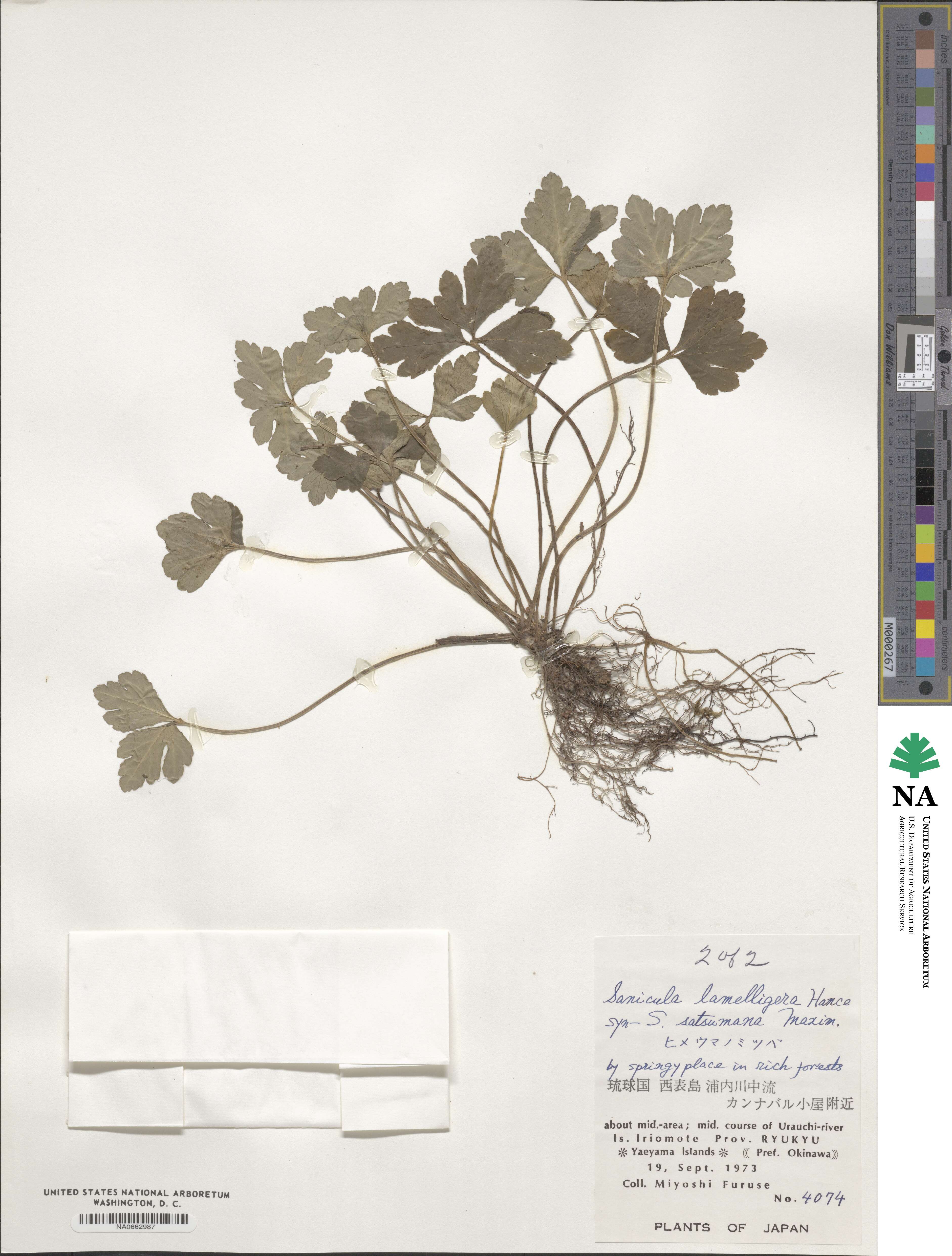 Sanicula lamelligera image