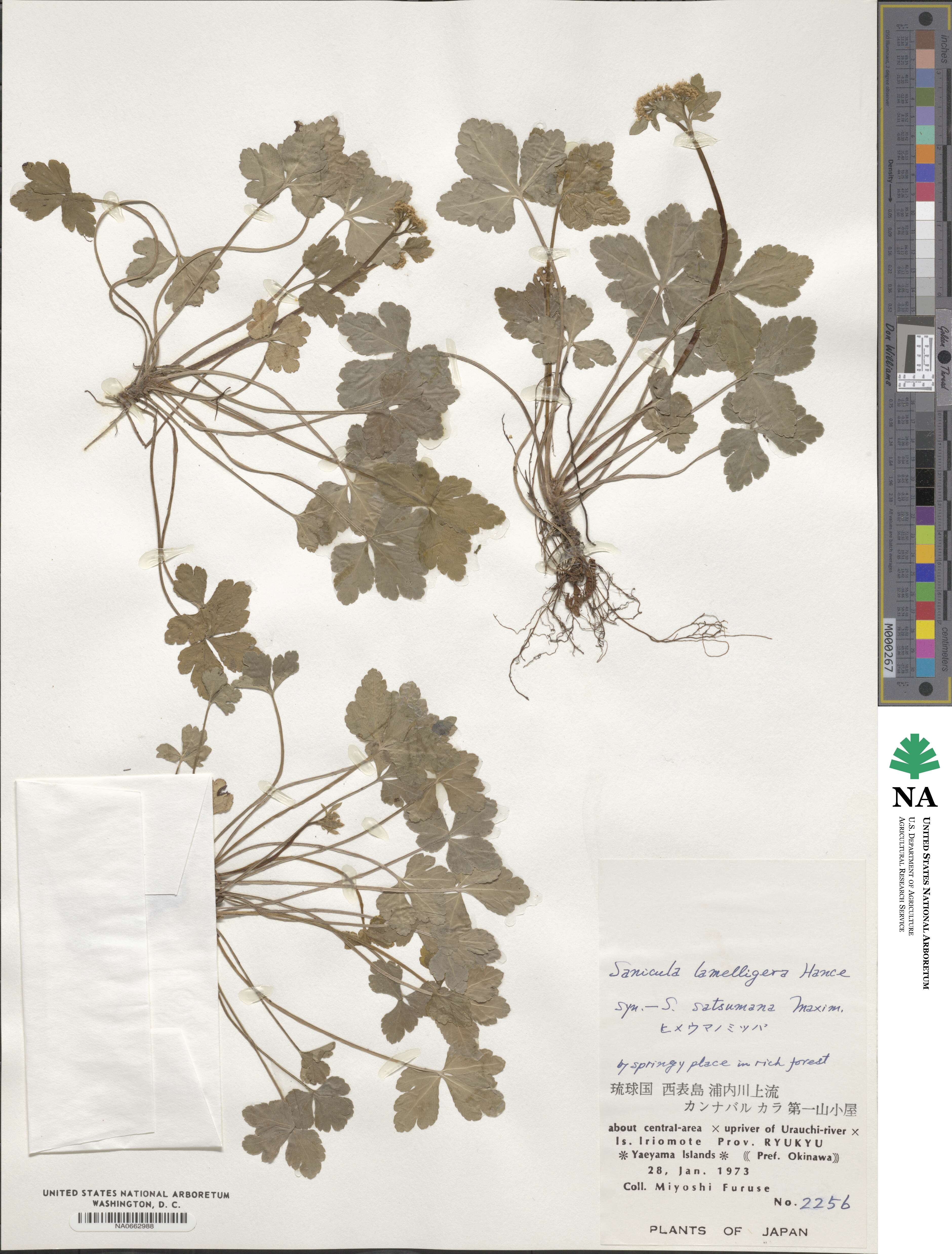 Sanicula lamelligera image