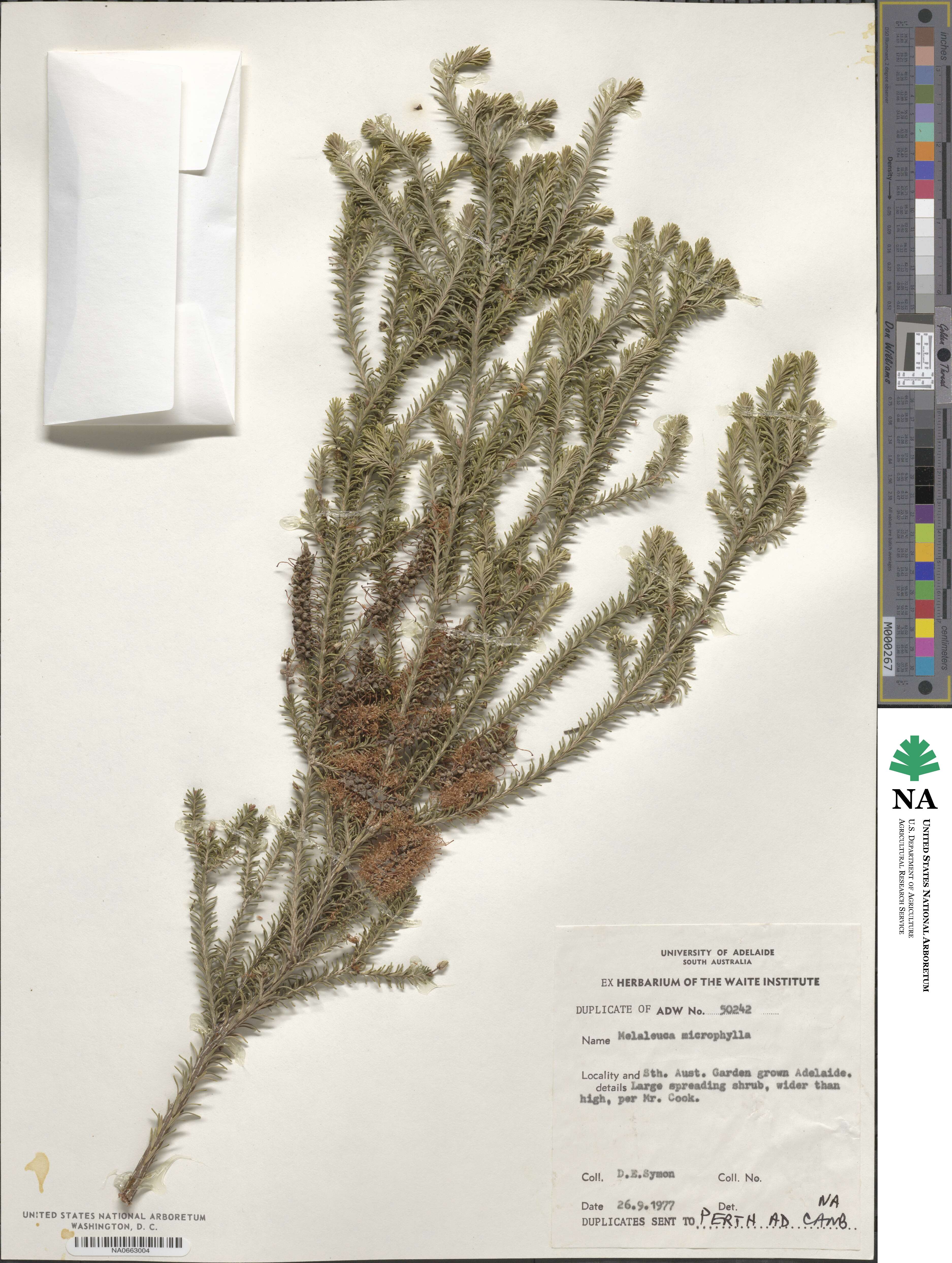 Melaleuca microphylla image