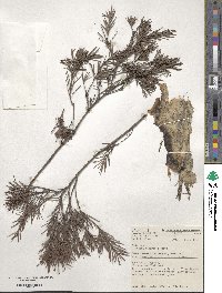 Melaleuca nervosa image