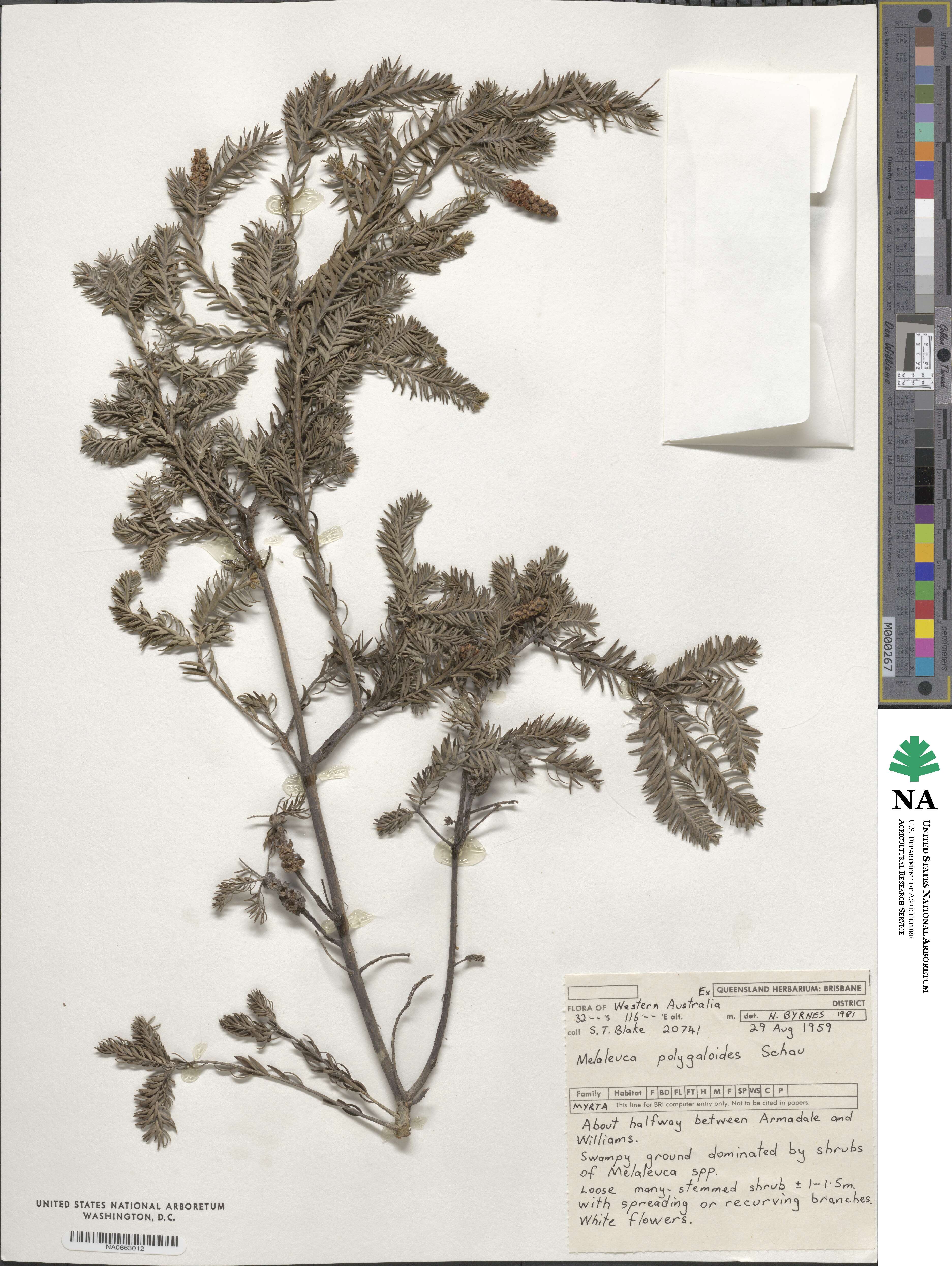 Melaleuca incana subsp. incana image