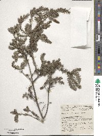 Melaleuca incana image