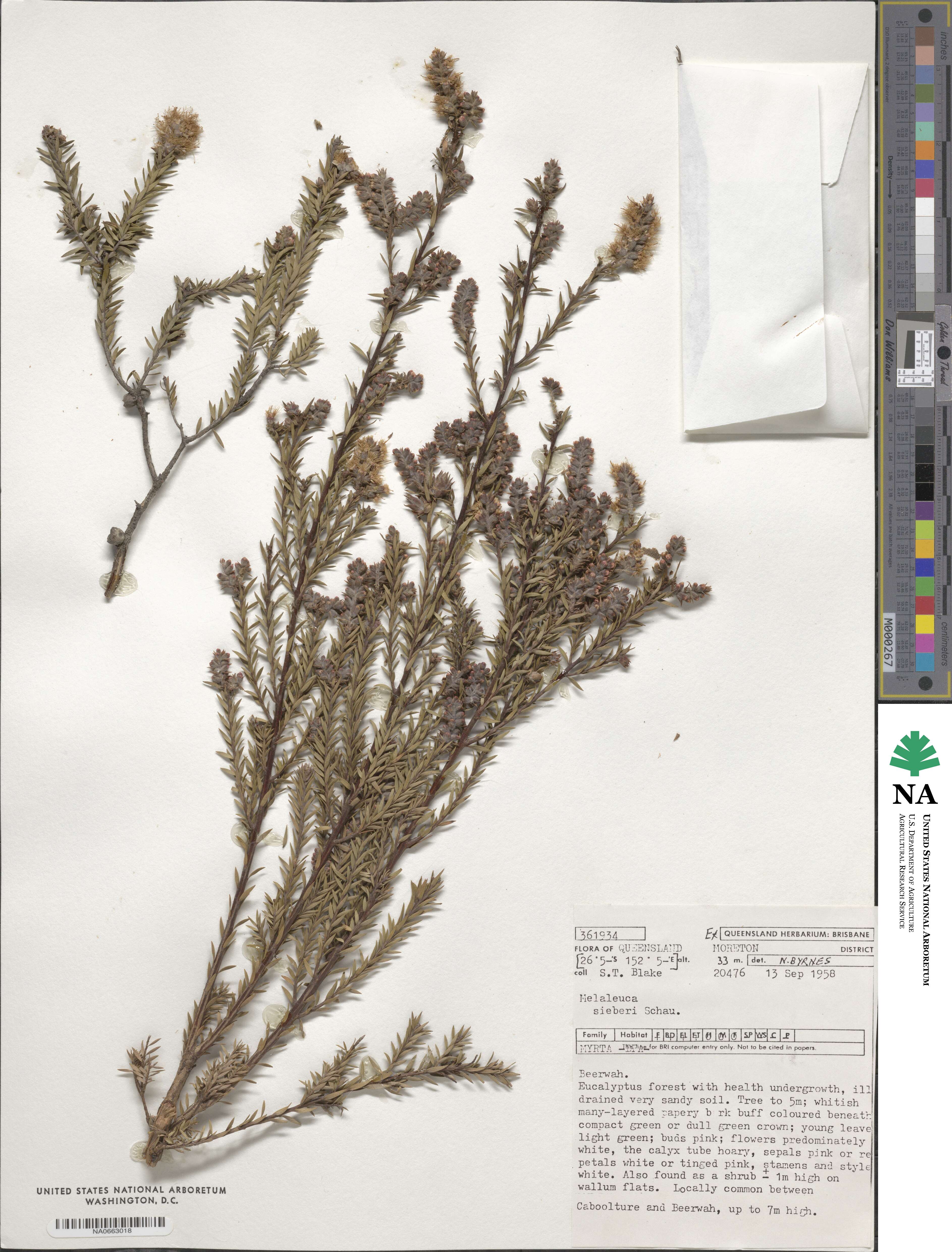 Melaleuca sieberi image