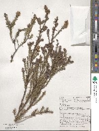 Melaleuca sieberi image