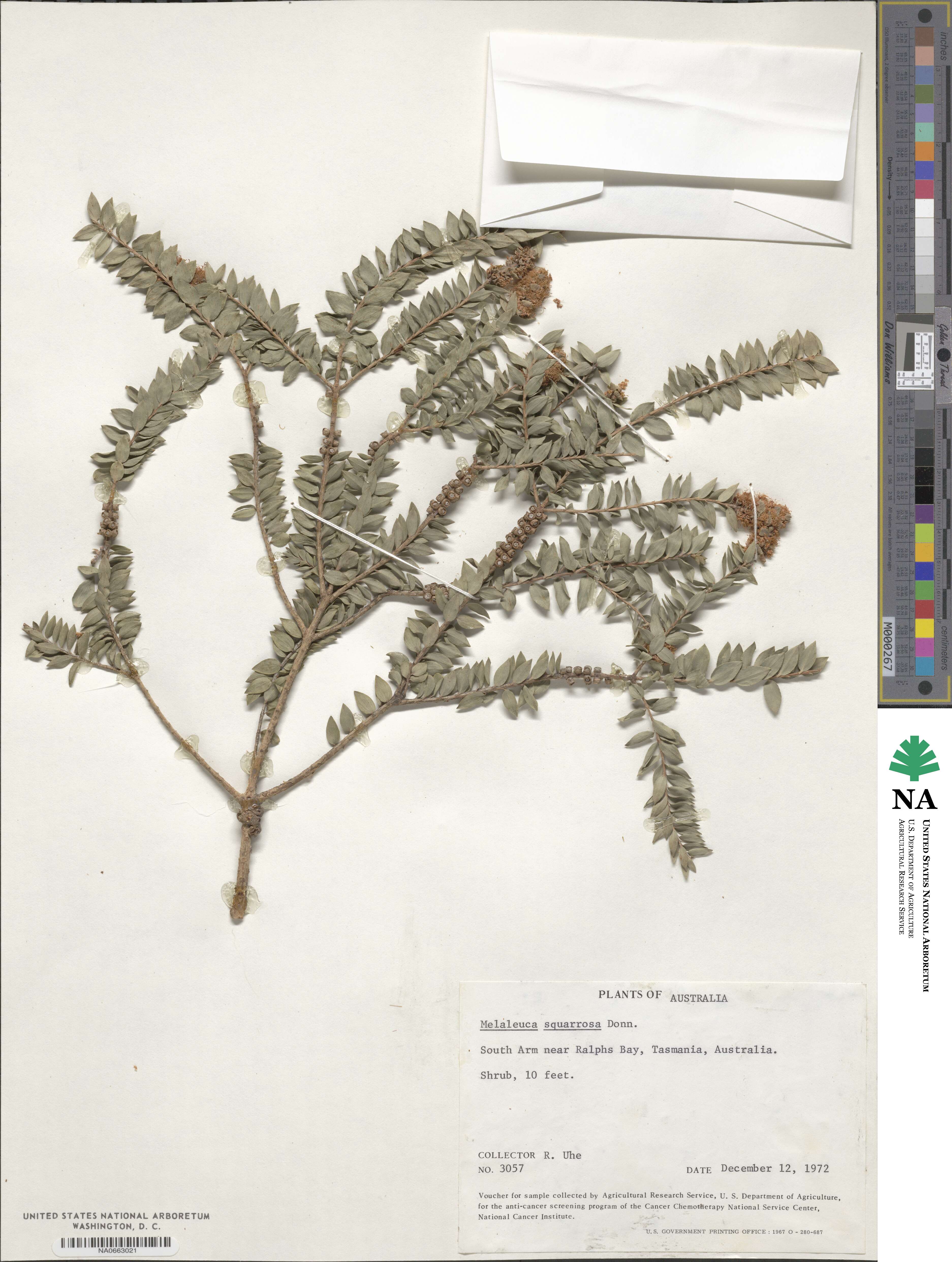 Melaleuca squarrosa image