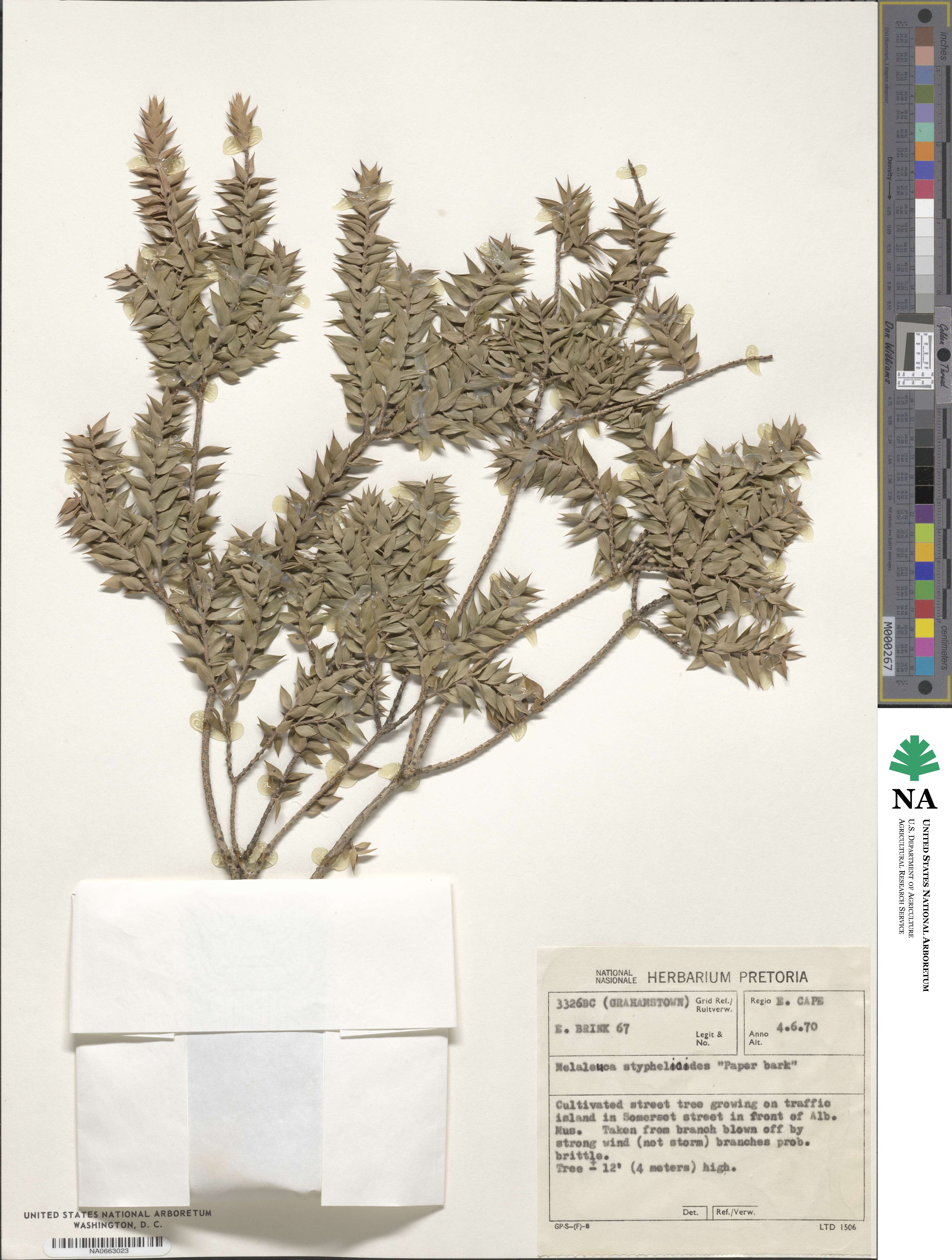 Melaleuca styphelioides image