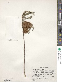 Melaleuca fulgens subsp. steedmanii image