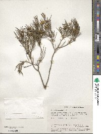 Melaleuca uncinata image