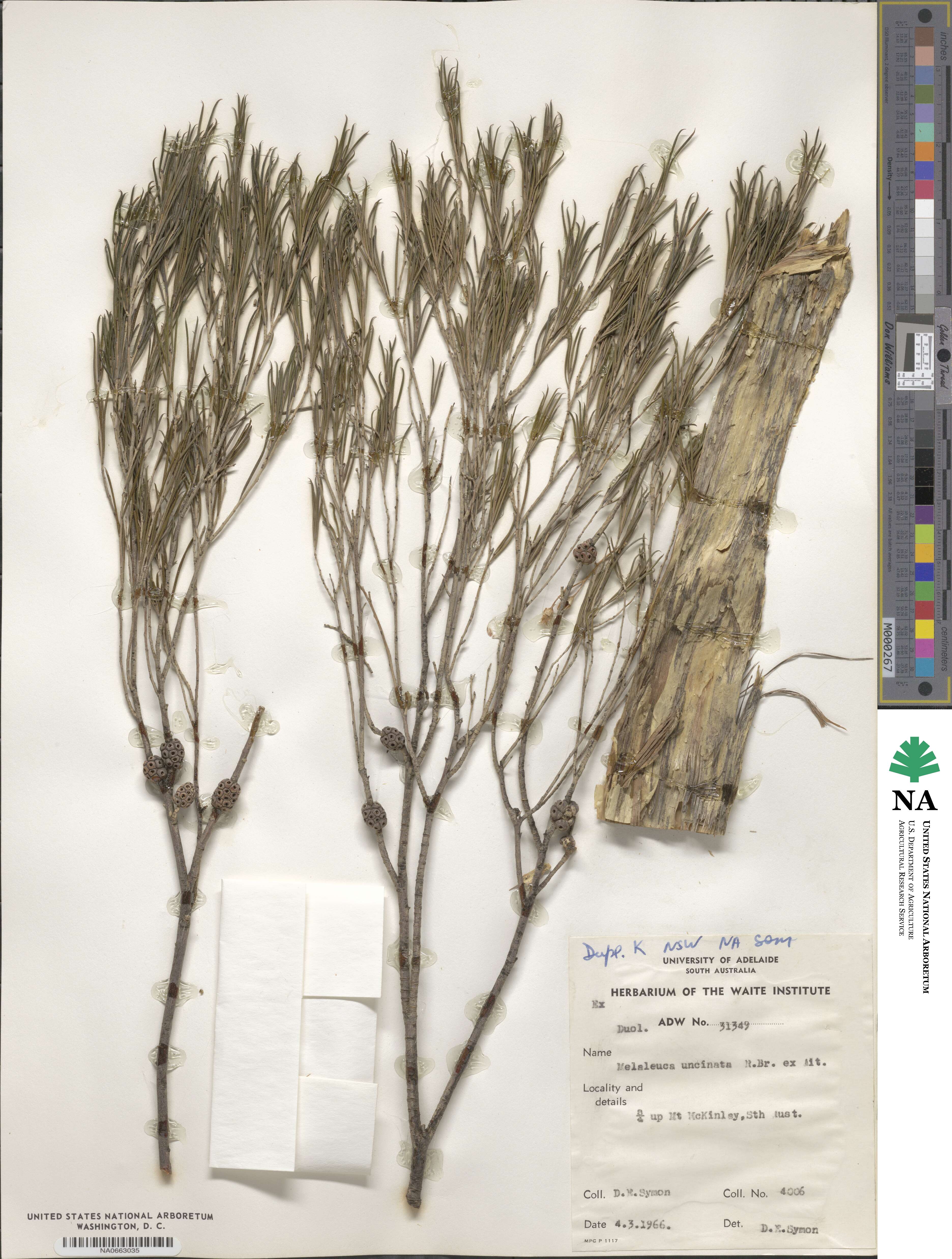 Melaleuca uncinata image
