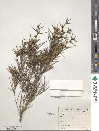 Melaleuca uncinata image