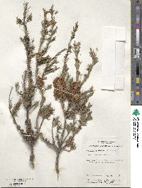 Melaleuca wilsonii image