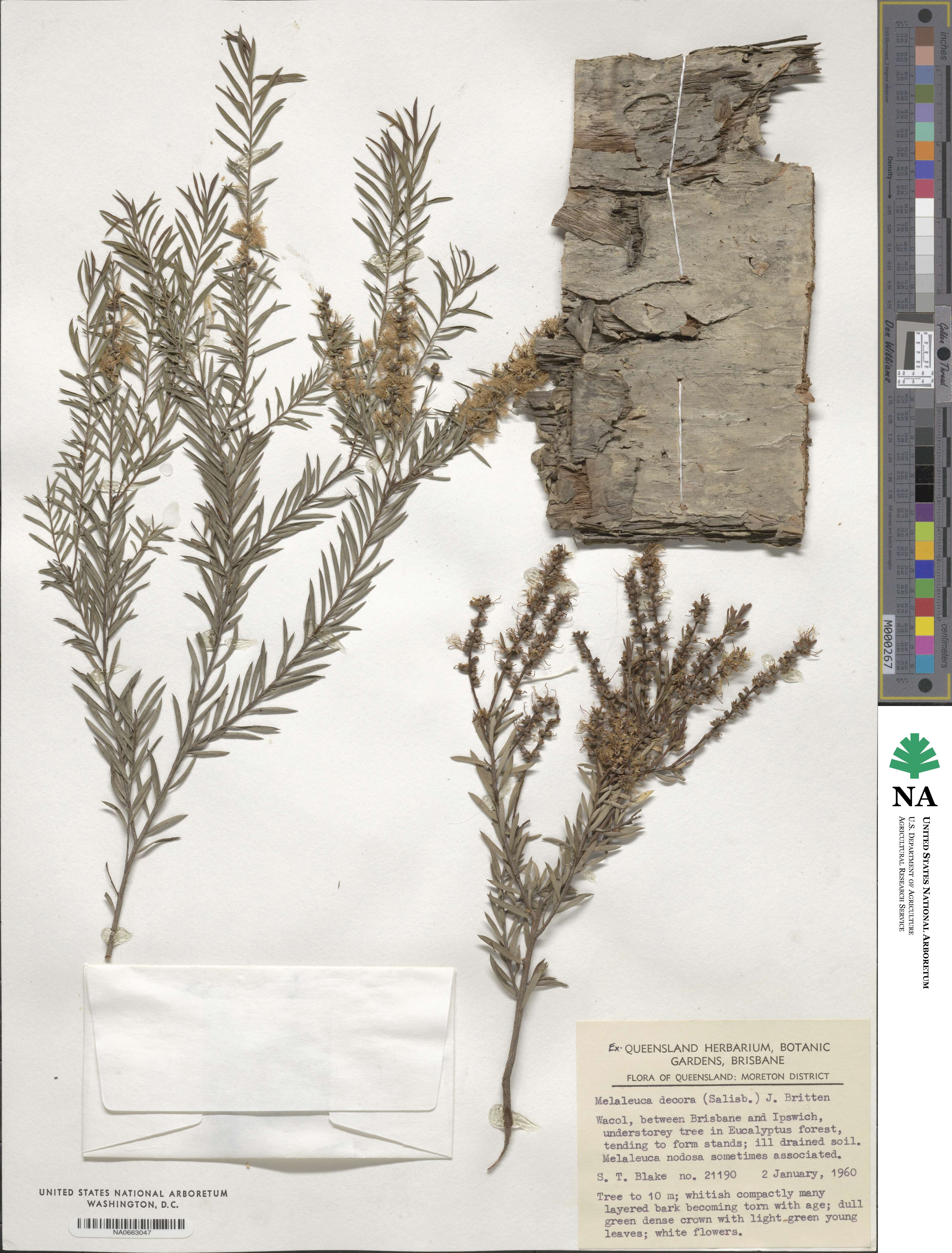 Melaleuca decora image