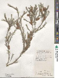 Melaleuca decussata image