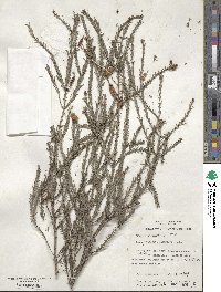 Melaleuca decussata image