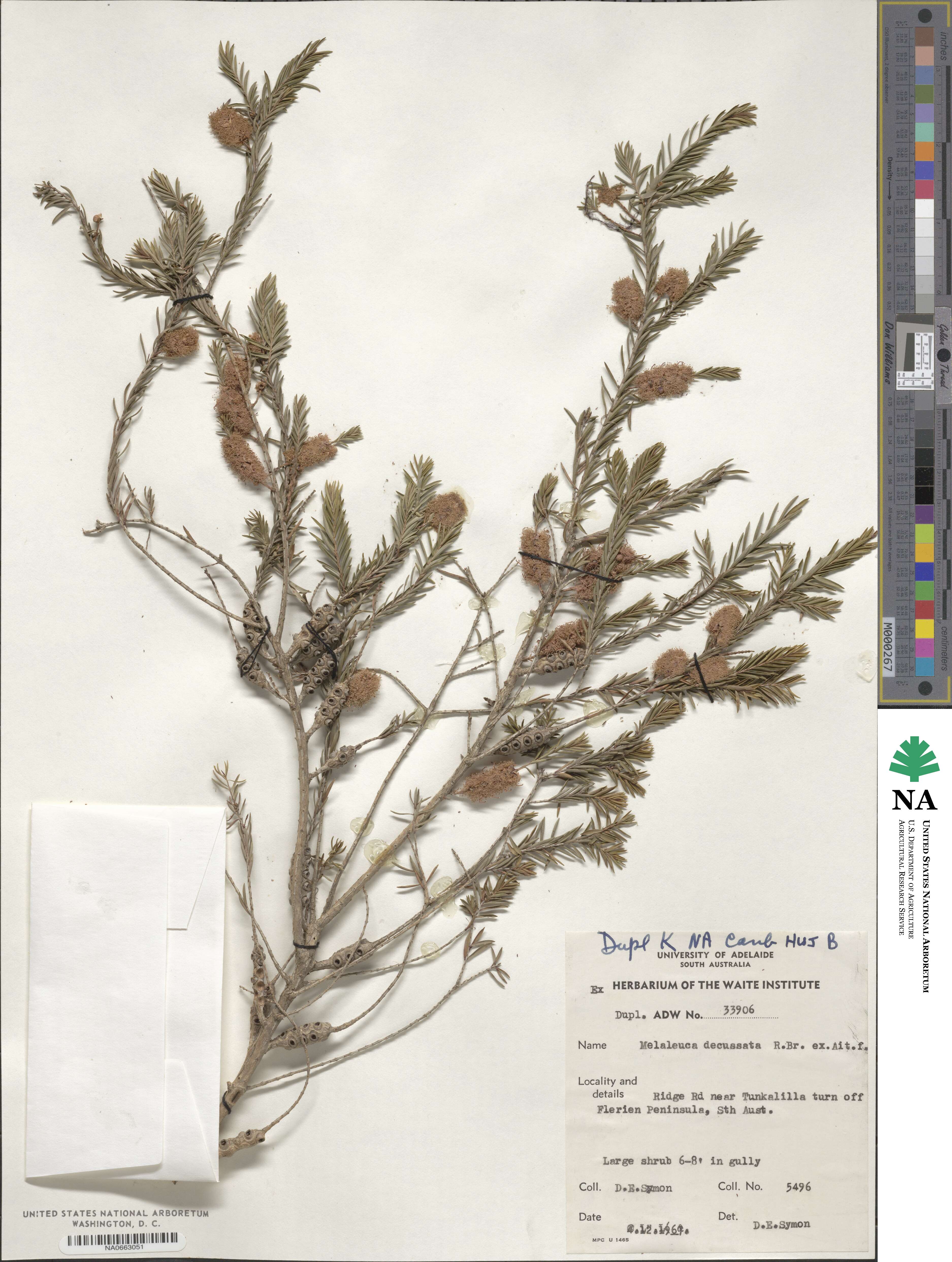 Melaleuca decussata image