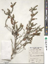 Melaleuca decussata image