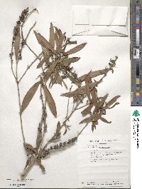 Melaleuca quinquenervia image